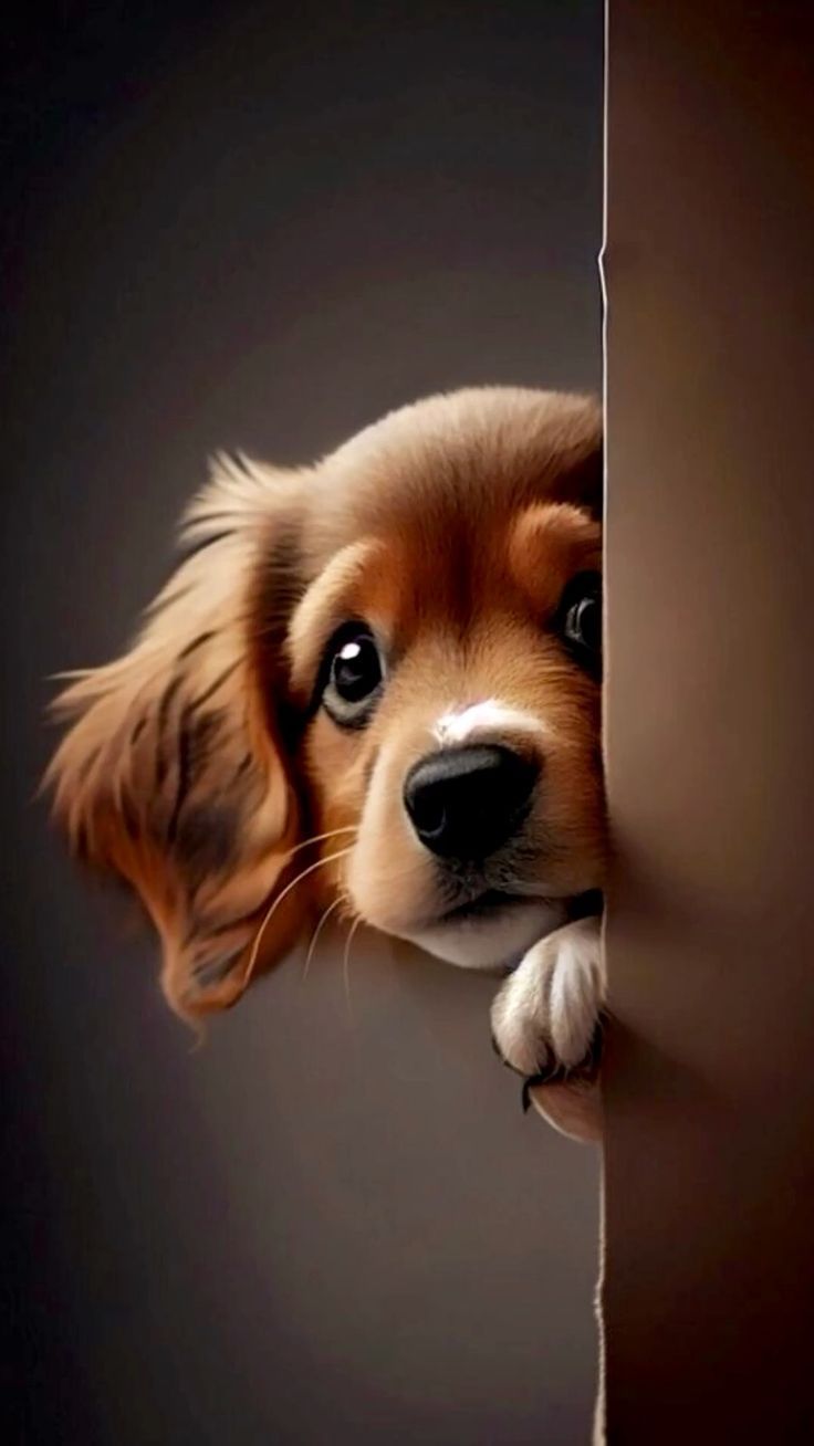 736x1308 Adorable Dog Peeking Out. Zeichentrick bilder, Sprüche tierliebe, Hunde körpersprache