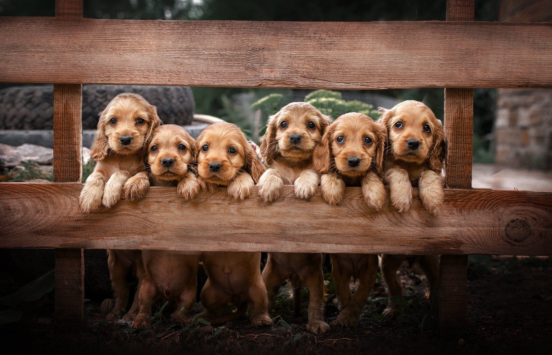 1920x1236 HD Wallpaper: Peeking Cocker Spaniel Puppiesx1288