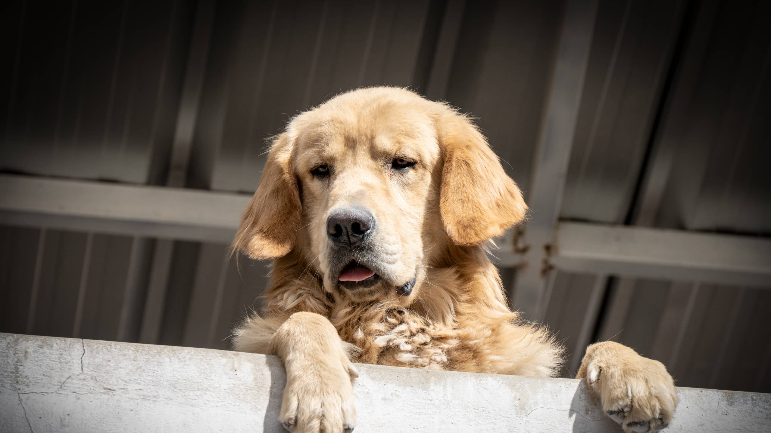 2560x1440 Golden Retriever's Constant Background Appearances Are Cracking People Up