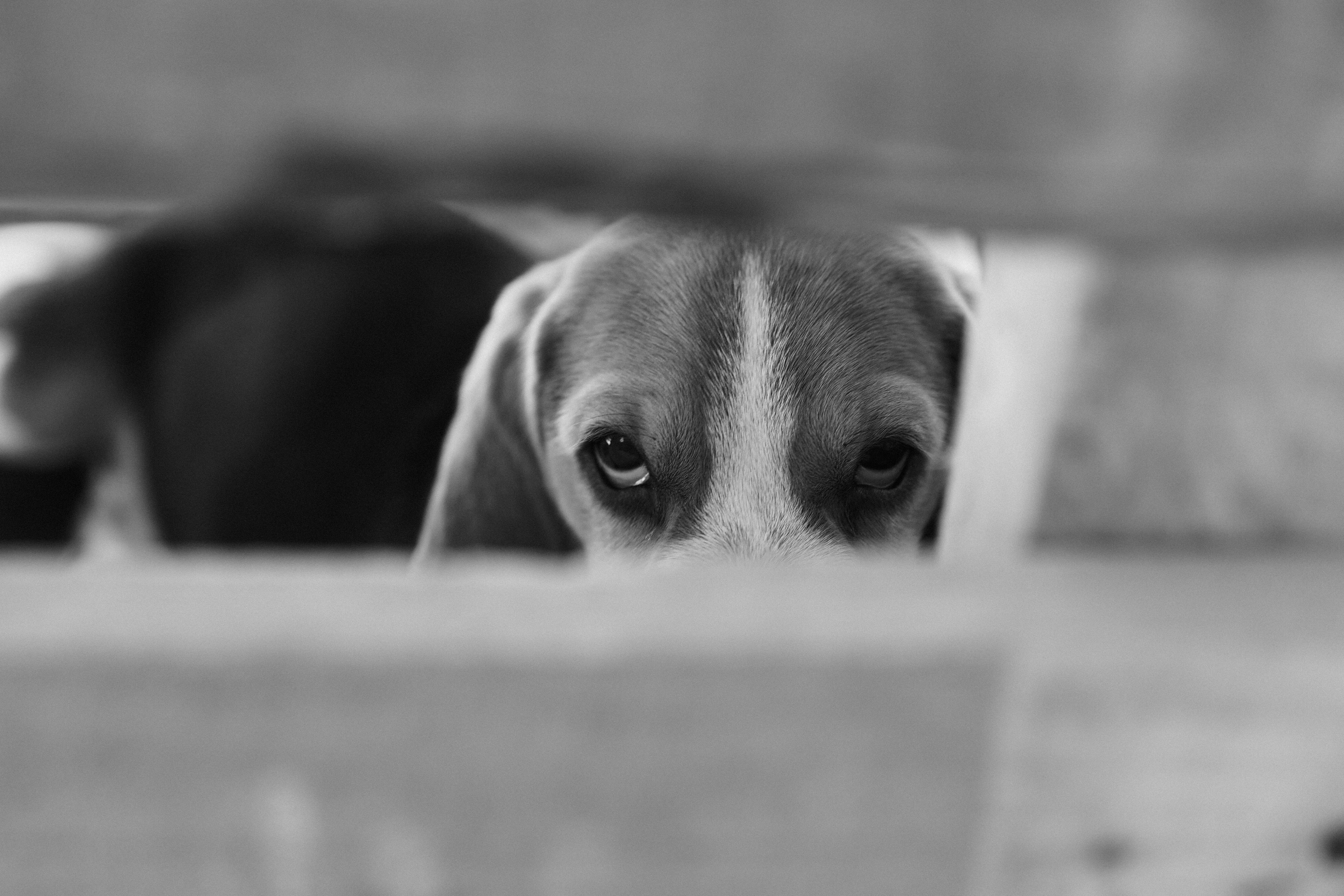 6000x4000 Black and White Labrador Dog Behind Wall · Free