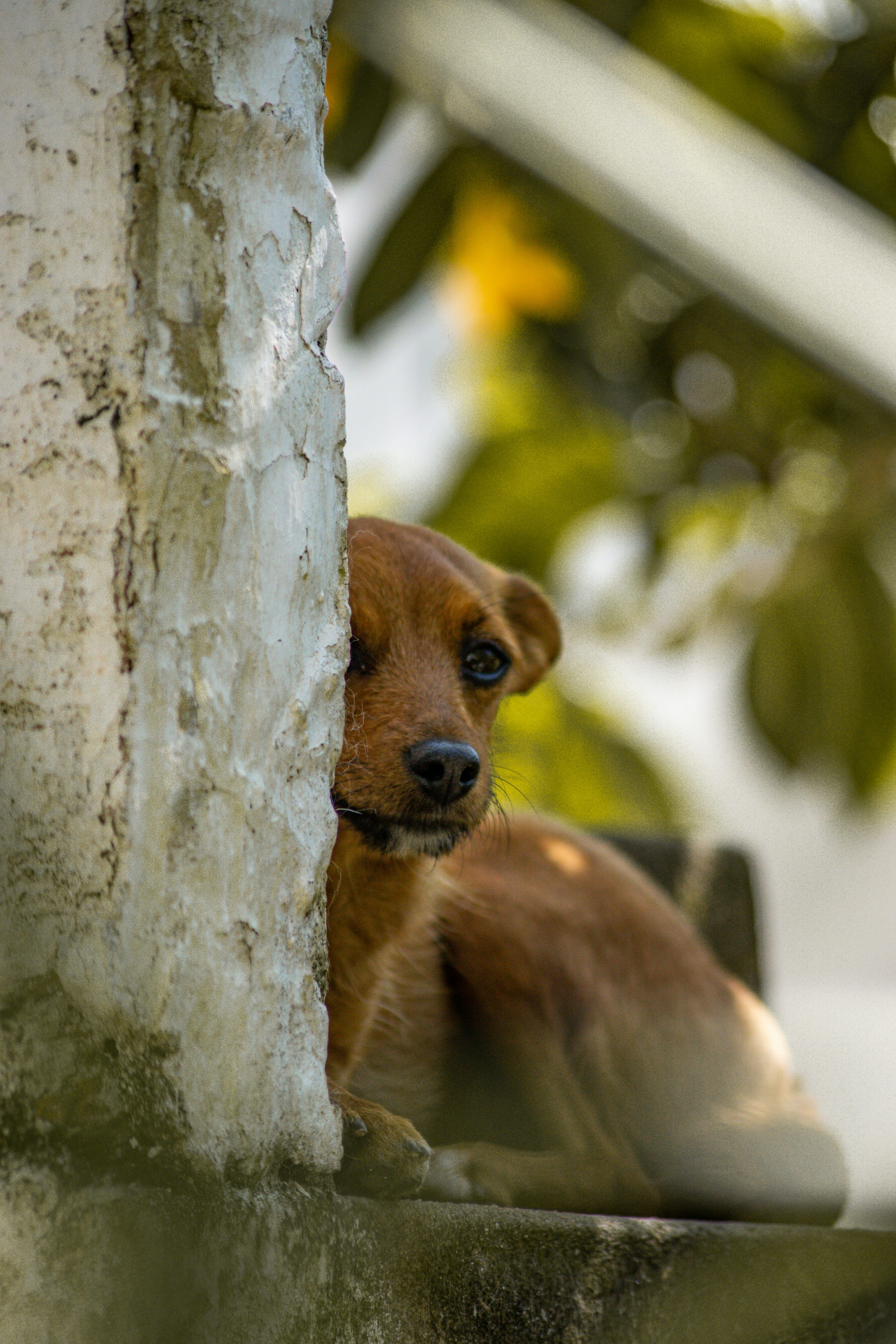 3000x4500 A dog peeks through a colorful orange and green gate