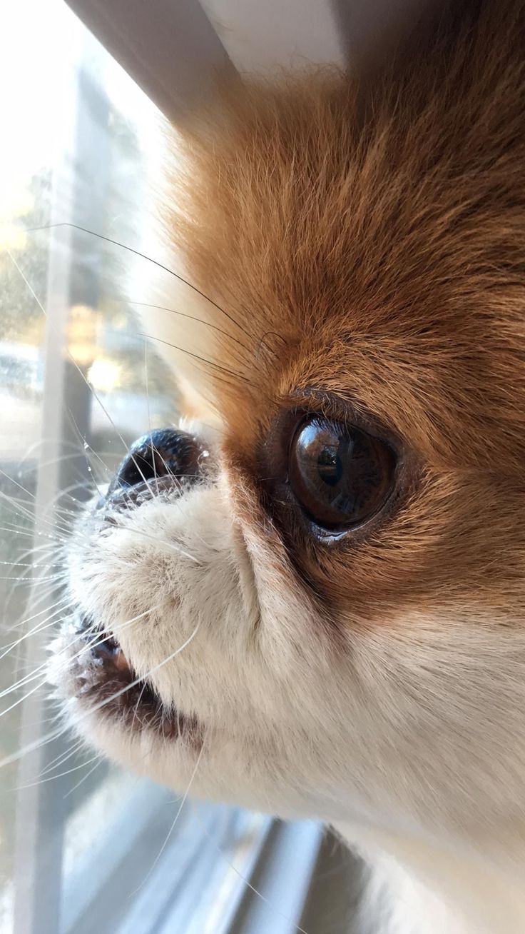 736x1308 Adorable Japanese Chin Dog Peeking Out of a Window. Pomeranian pekingese, Pekingese wallpaper, Japanese chin
