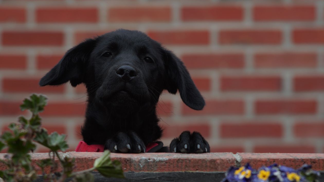 1260x709 Adorable Black Labrador Puppy Peeking Over Wall · Free