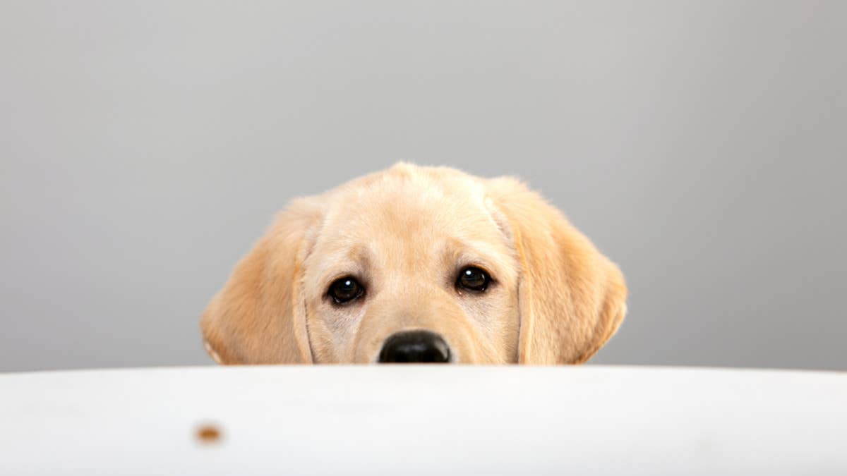 1200x675 Escape Artist Golden Retriever Puppy Is the Definition of Determination