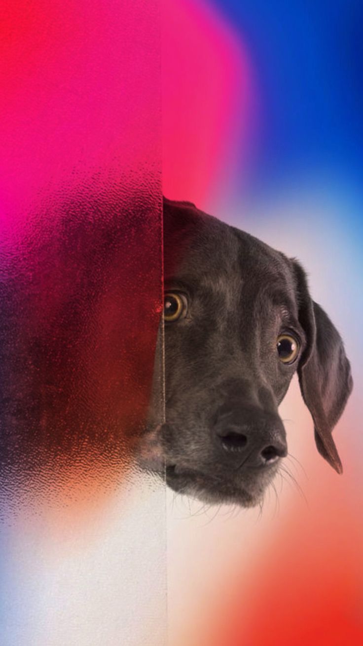736x1308 Adorable Black Labrador Peeking Out. Dogs iphone wallpaper, Dog with colorful background, Puppy picture