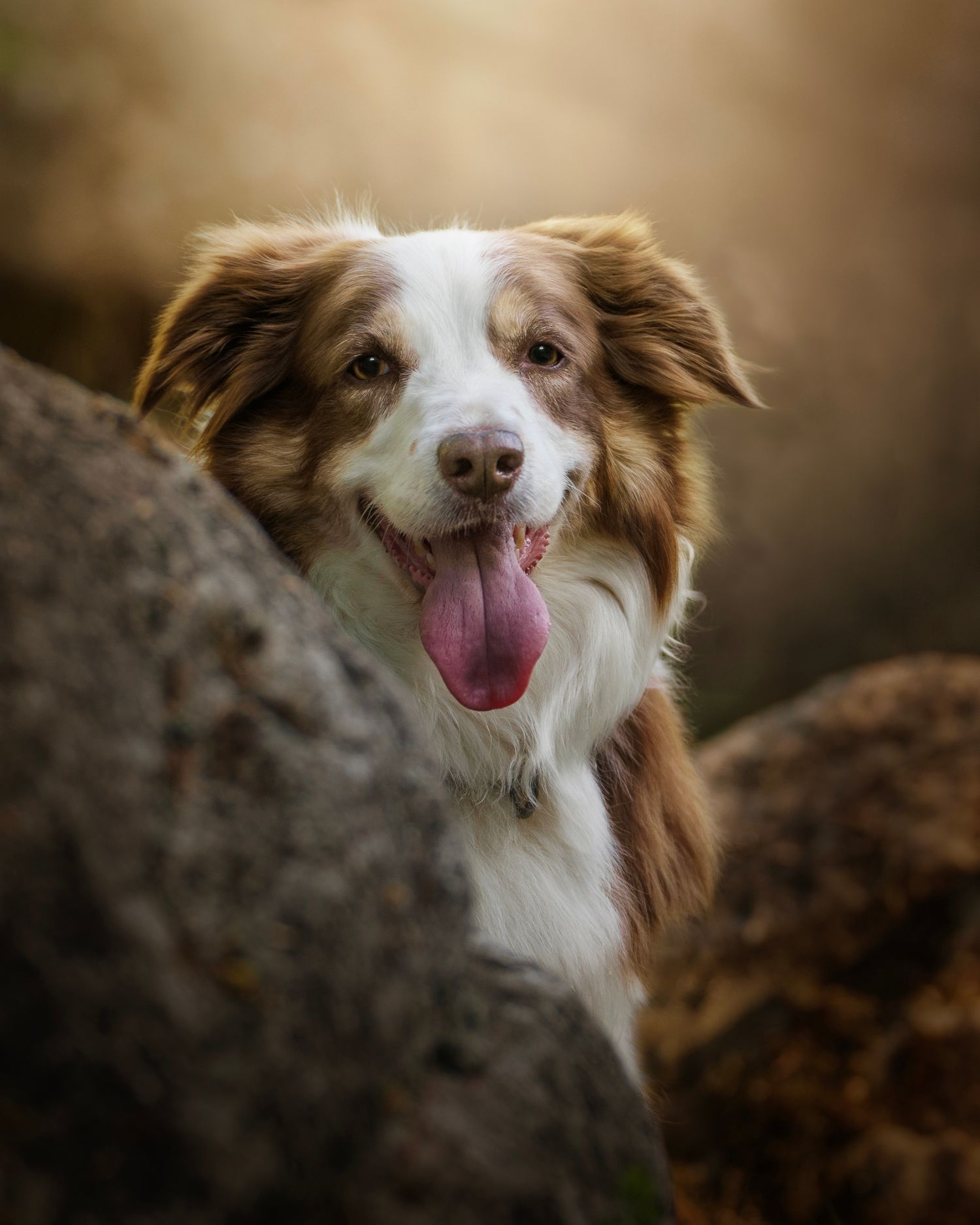 1500x1875 Dog Photographer County Durham. Pet Photography Portfolio Hall Image