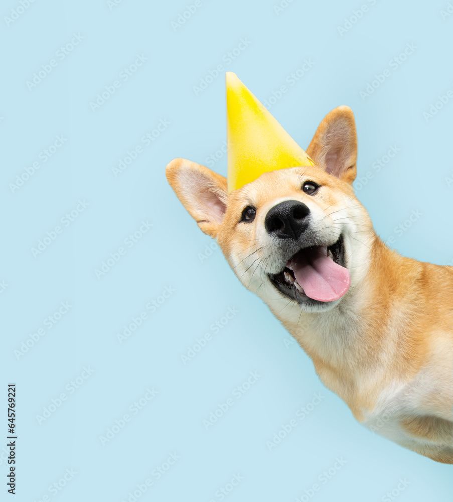 903x1000 Portrait funny and happy shiba inu puppy dog peeking out from behind a blue banner celebrating birthday, anniversary, or carnival Wall Mural