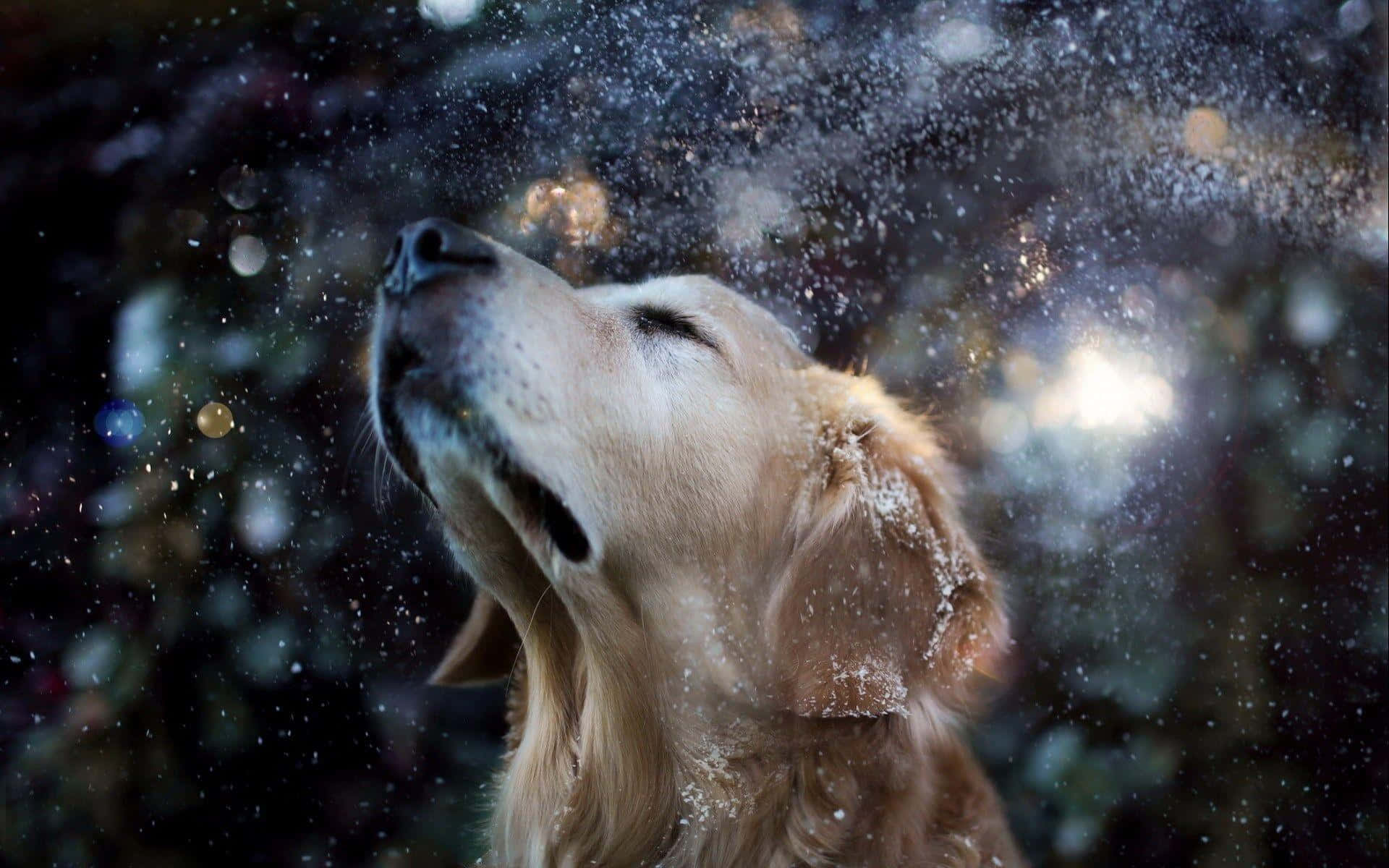 1920x1200 Download A young golden retriever pup peeking out and looking curious Picture