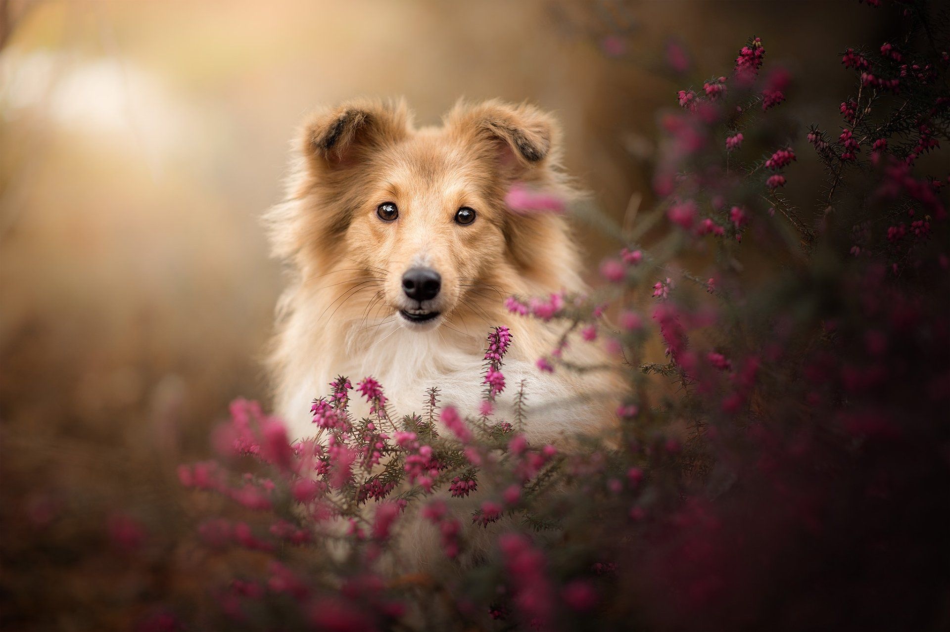 1920x1278 Blooming Sheltie Puppy HD Wallpaperx1363