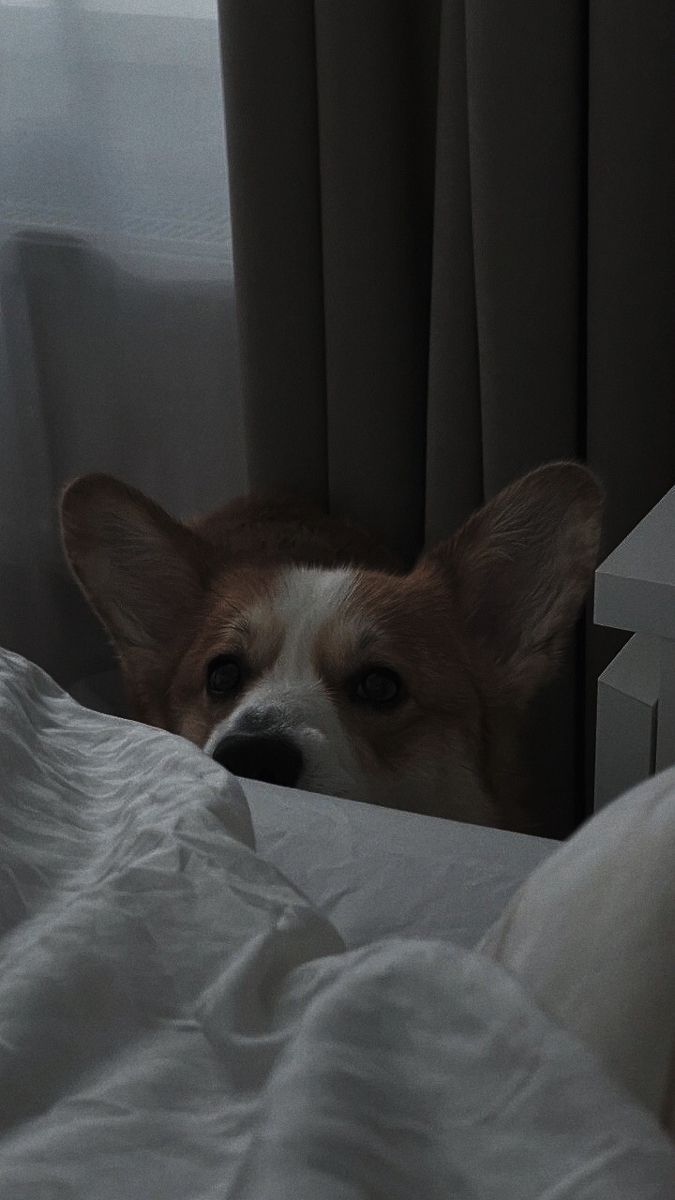 675x1200 Cute Corgi Dog Peeking Out from Under the Covers. Corgi wallpaper vintage, Corgi yoga wallpaper aesthetic, Corgi yoga wallpaper iphone