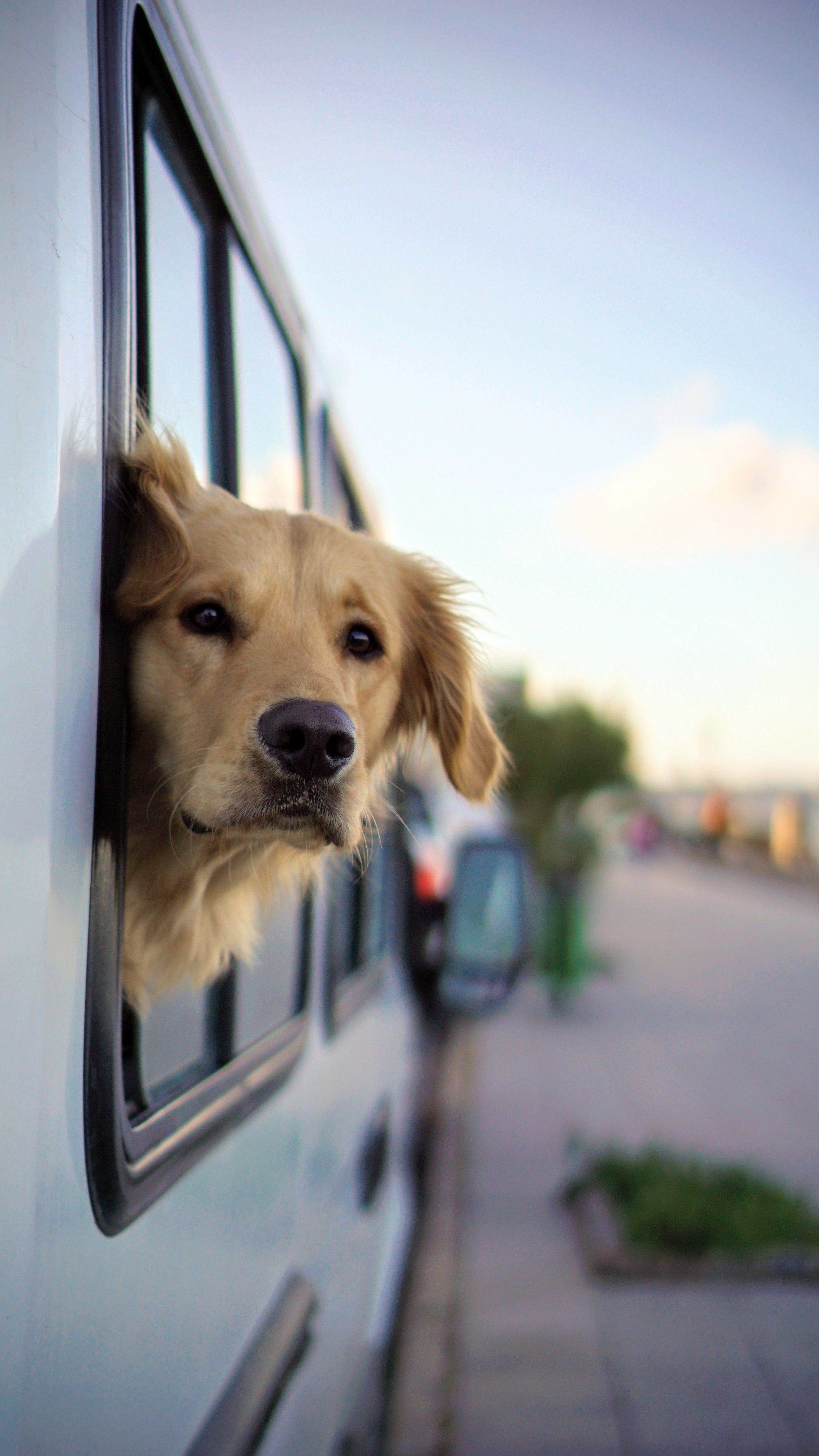 2267x4031 Smiling Dog Sitting in Vintage Car · Free
