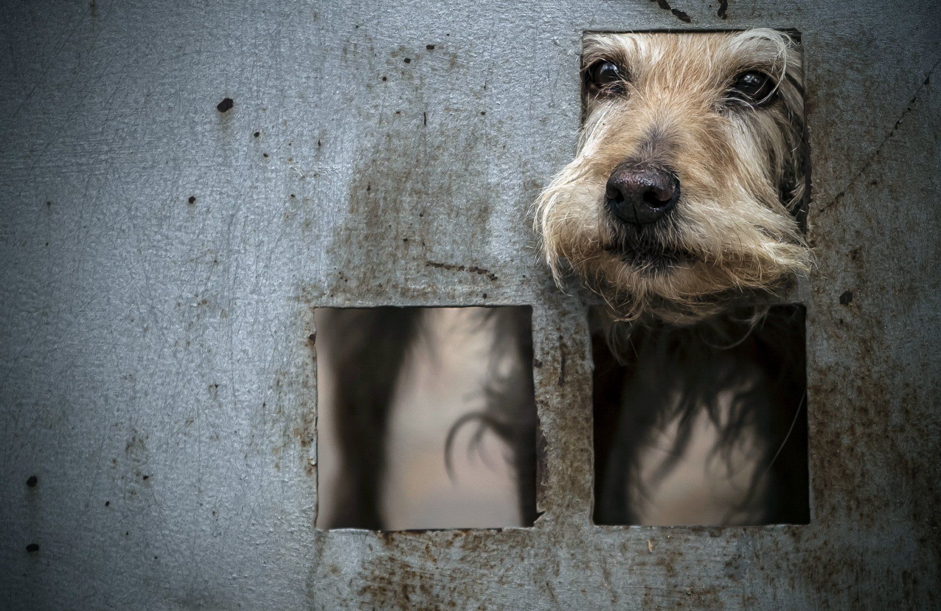 1920x1246 Curious Canine Muzzle