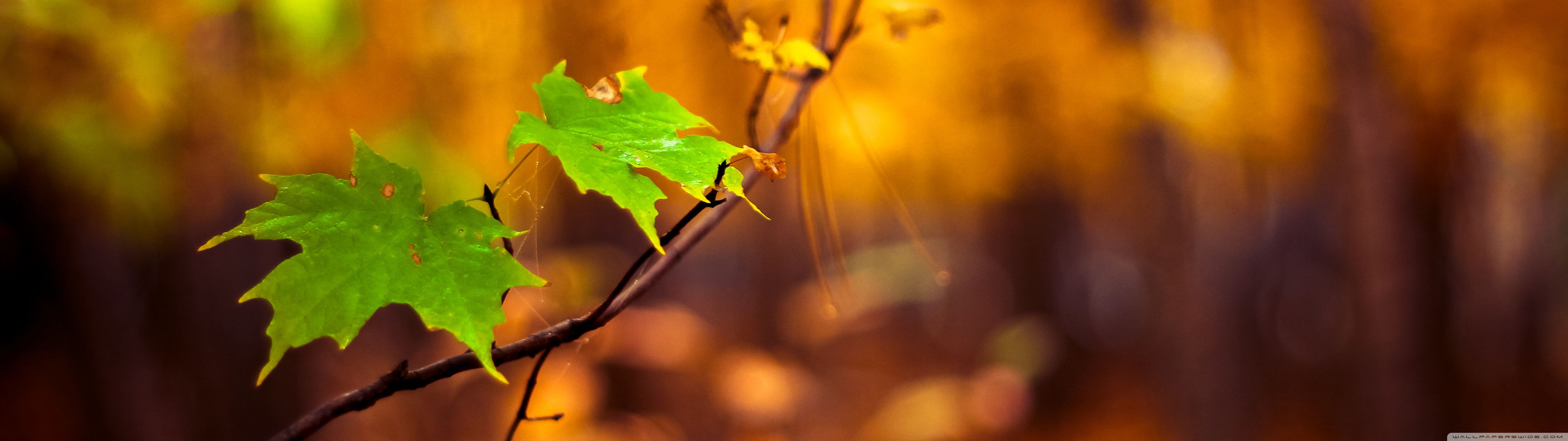 5120x1440 Autumn Wallpaper