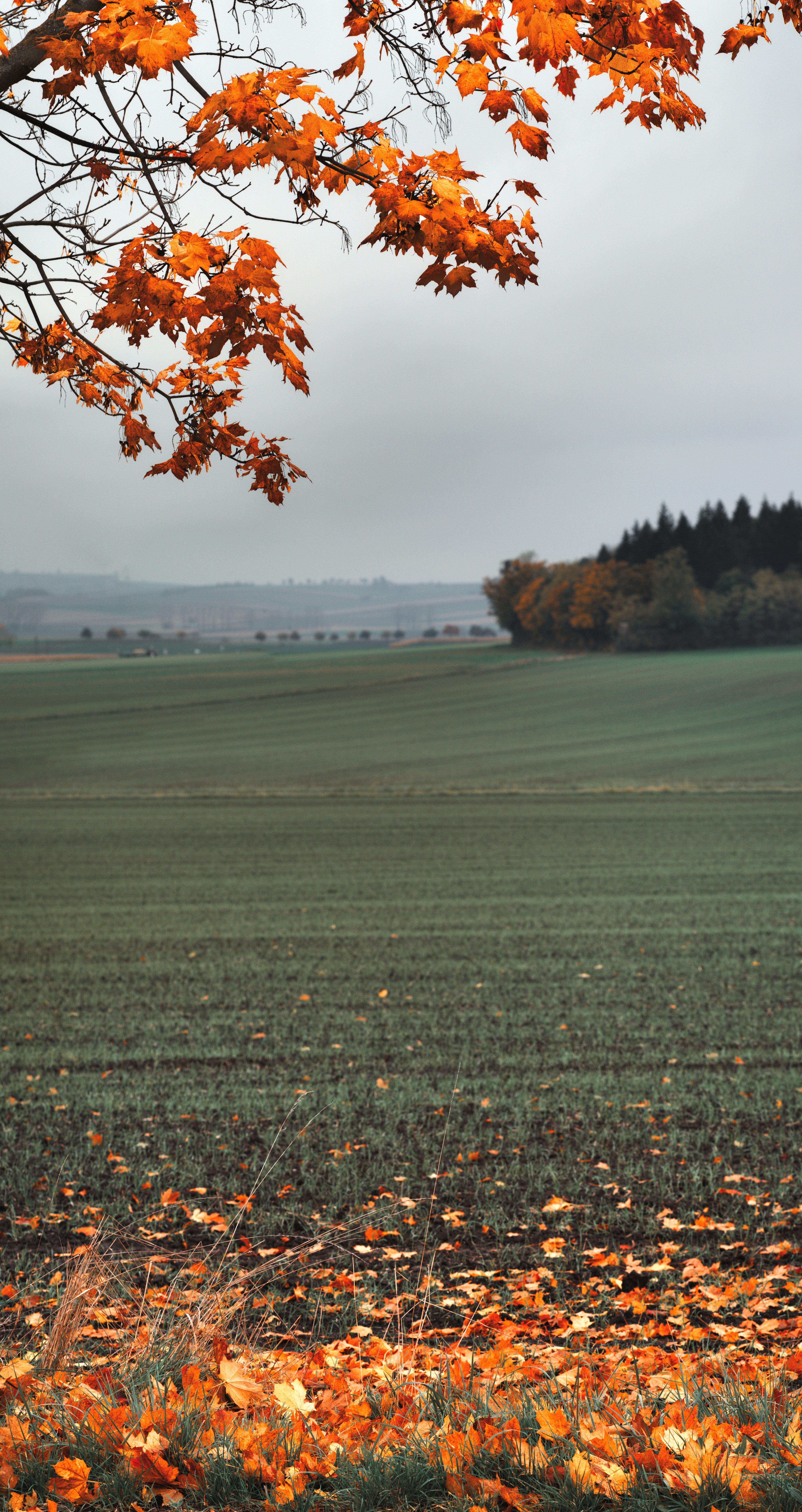 5040x9499 Ultrawide Fall Wallpaper Photo, Download The BEST Free Ultrawide Fall Wallpaper & HD Image