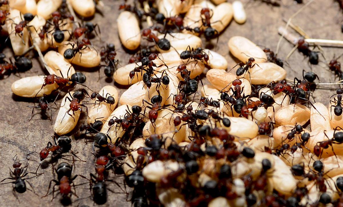 1200x723 An ant colony has memories that its individual members don't have