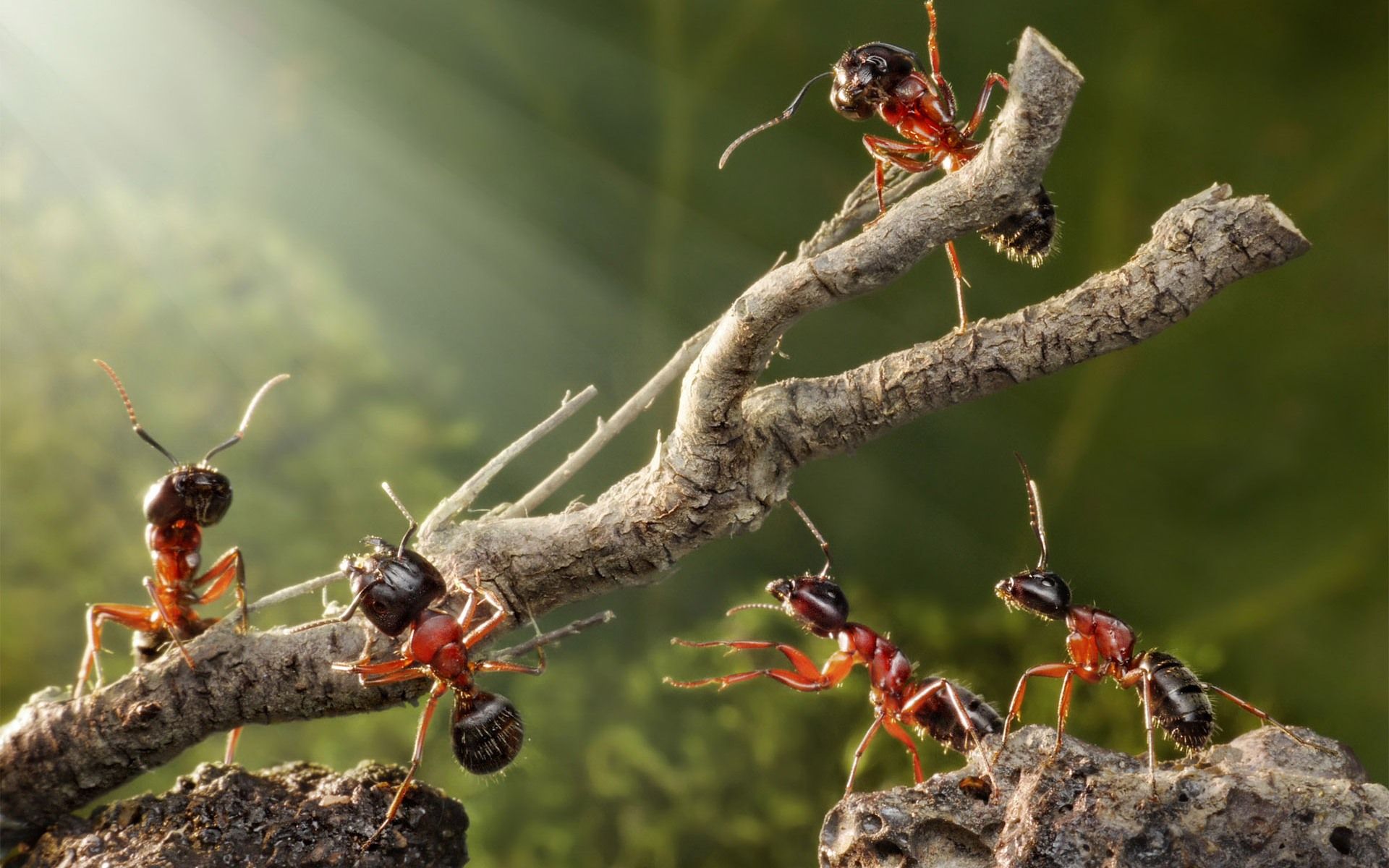1920x1200 Sunlit Ant Brigade
