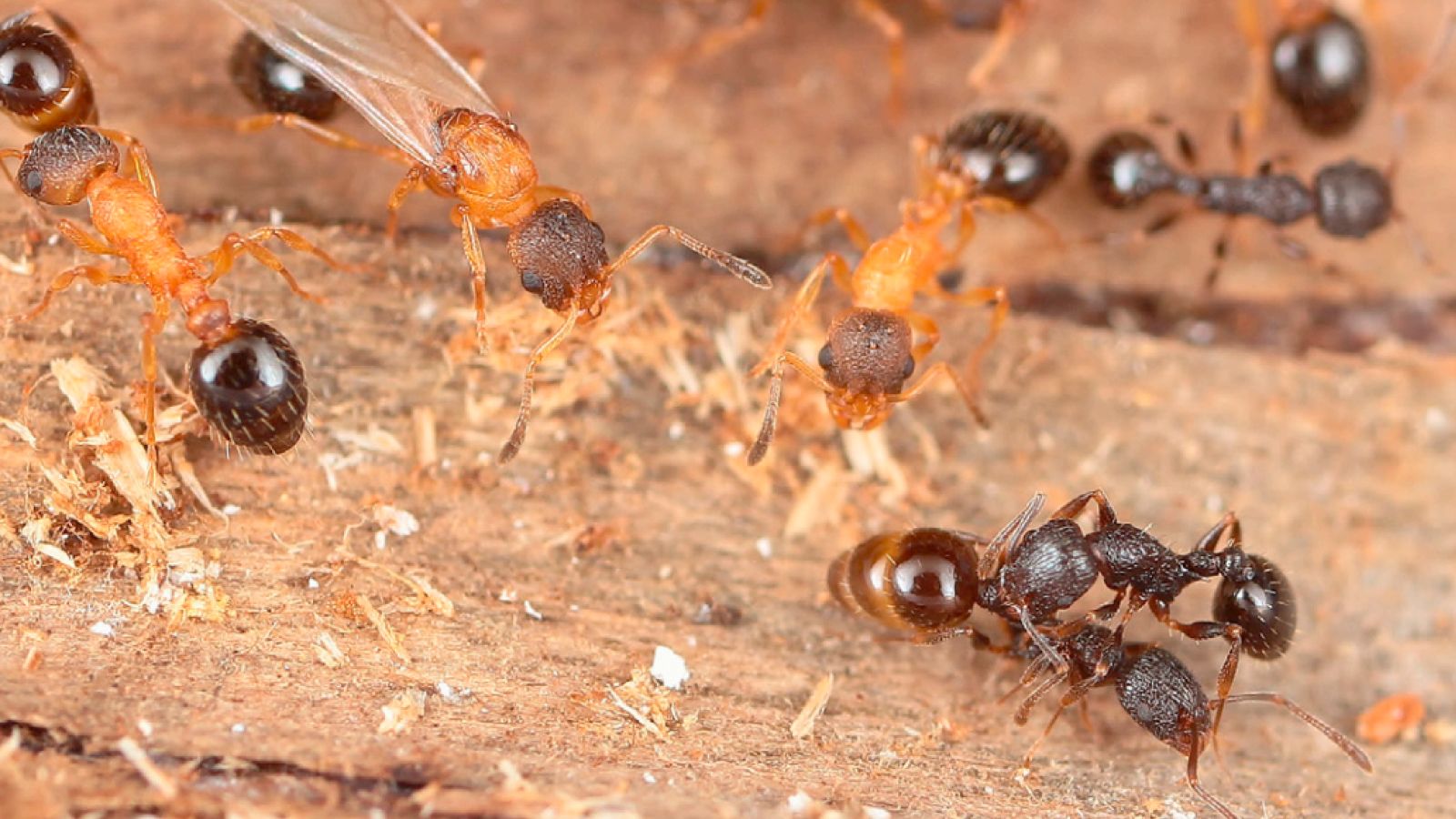 1600x900 Every ant is a queen in this parasitic species