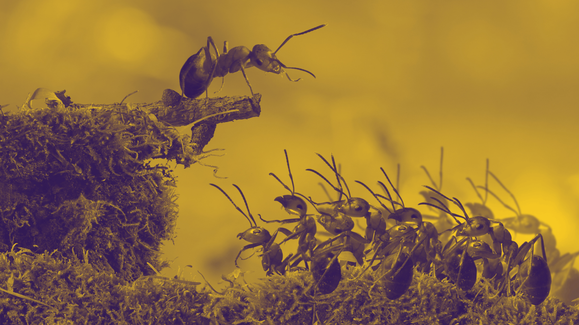 2000x1125 Humans Are Causing Ant Colony Civil Wars