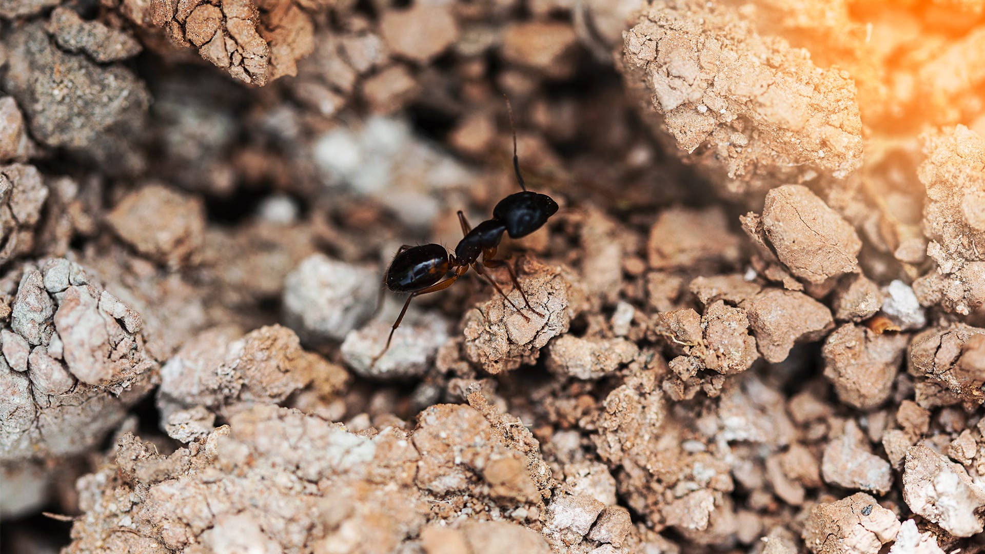 1920x1080 How to Find and Eliminate Ants Indoors and Outdoors