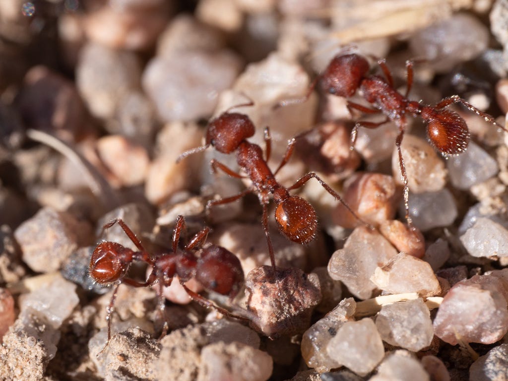 1024x768 Ants Under Glass: The Invention of the Ant Farm