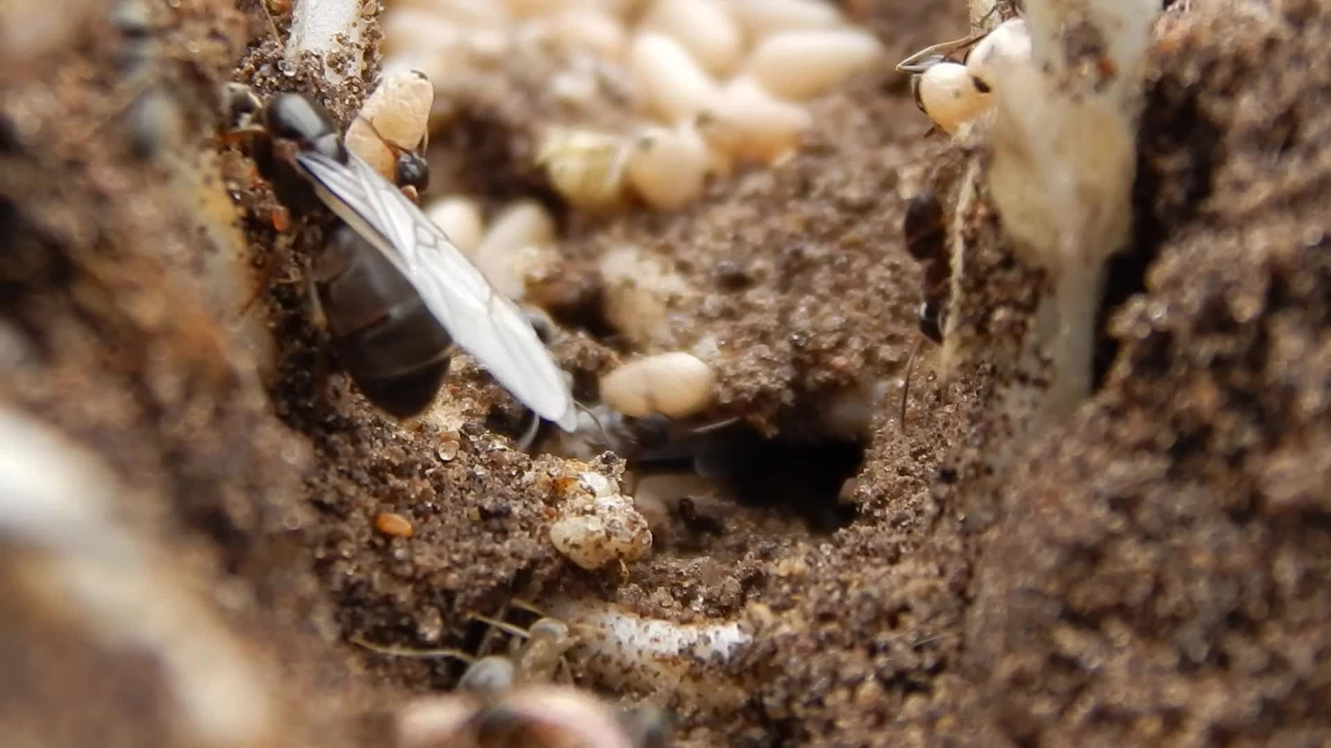 1920x1080 Close Up Of Ants In A Nest With Eggs