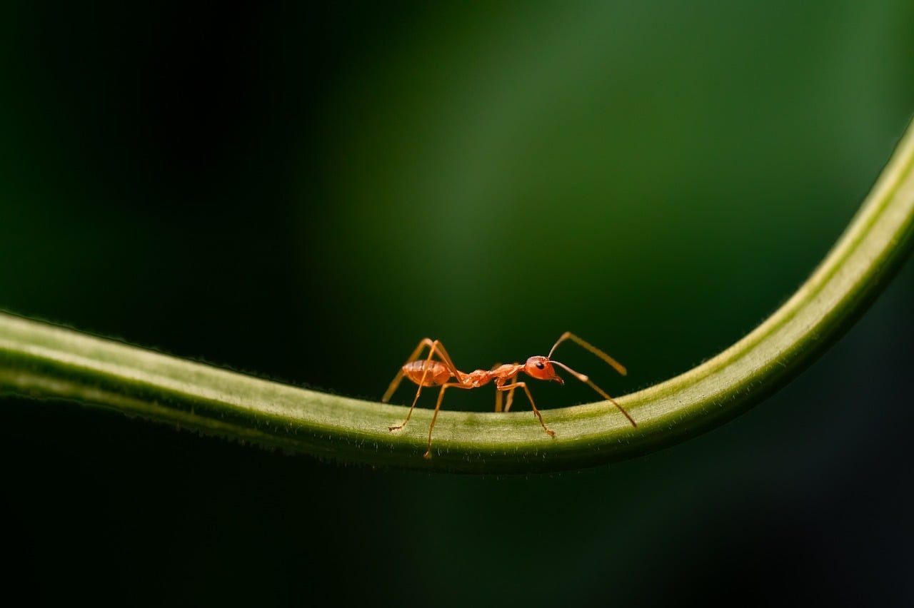 1280x852 Free Small Ant & Ant Image