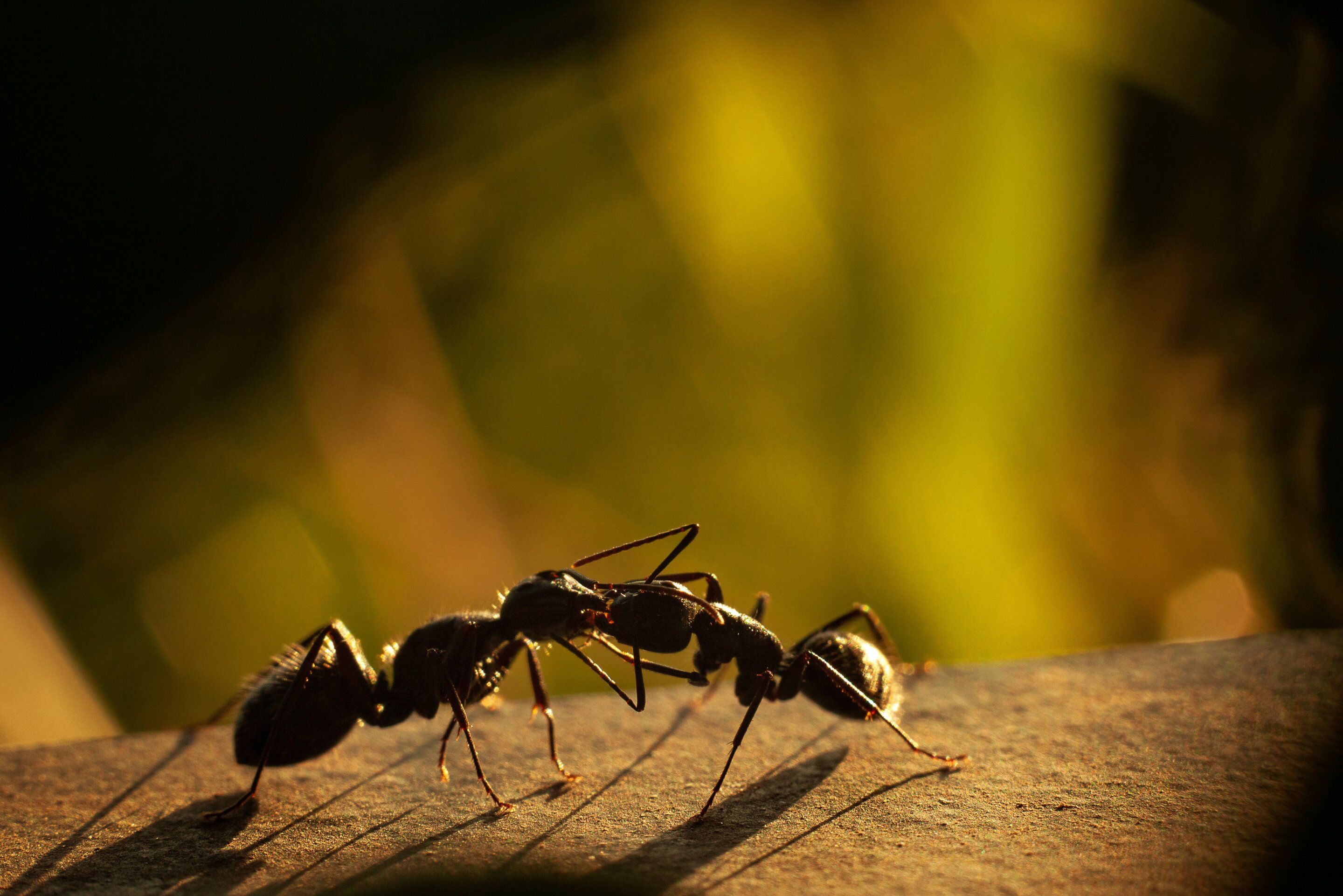2880x1921 The complex organization of an ant colony