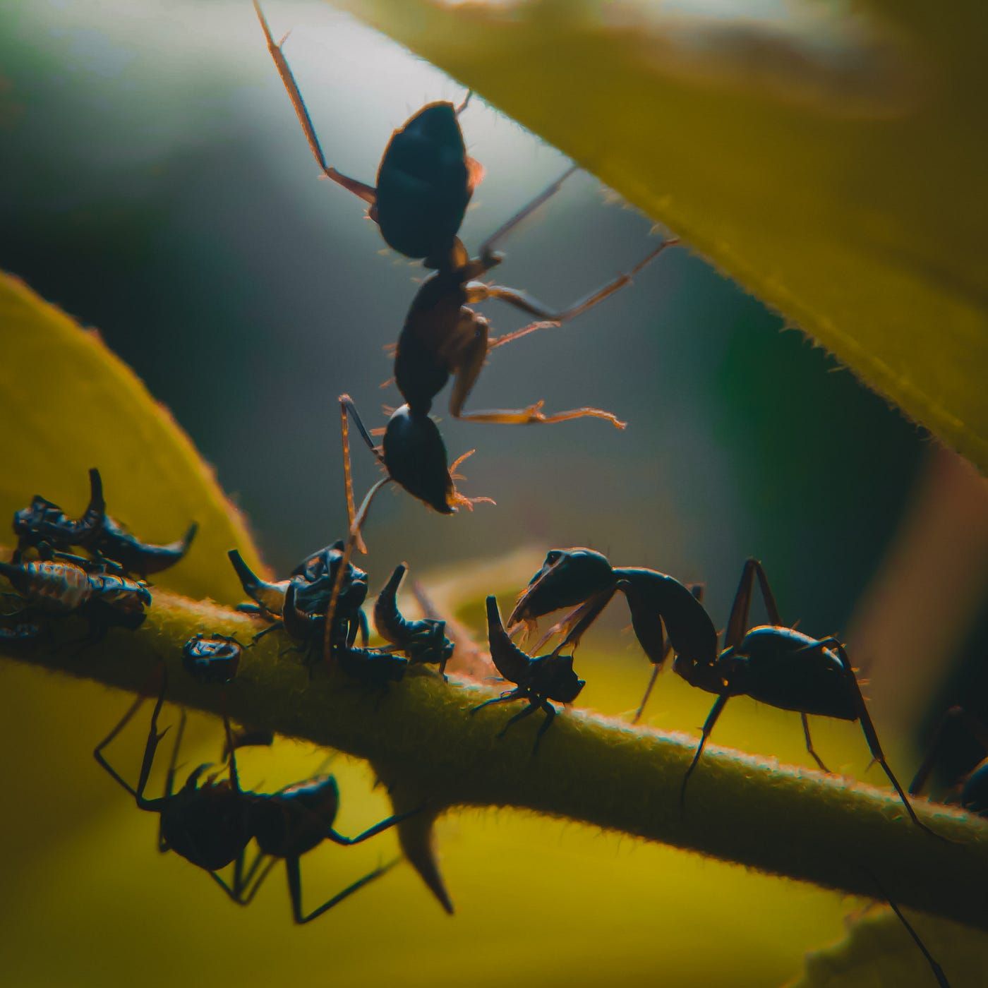 1400x1400 From Ant Colonies to Neural Networks.