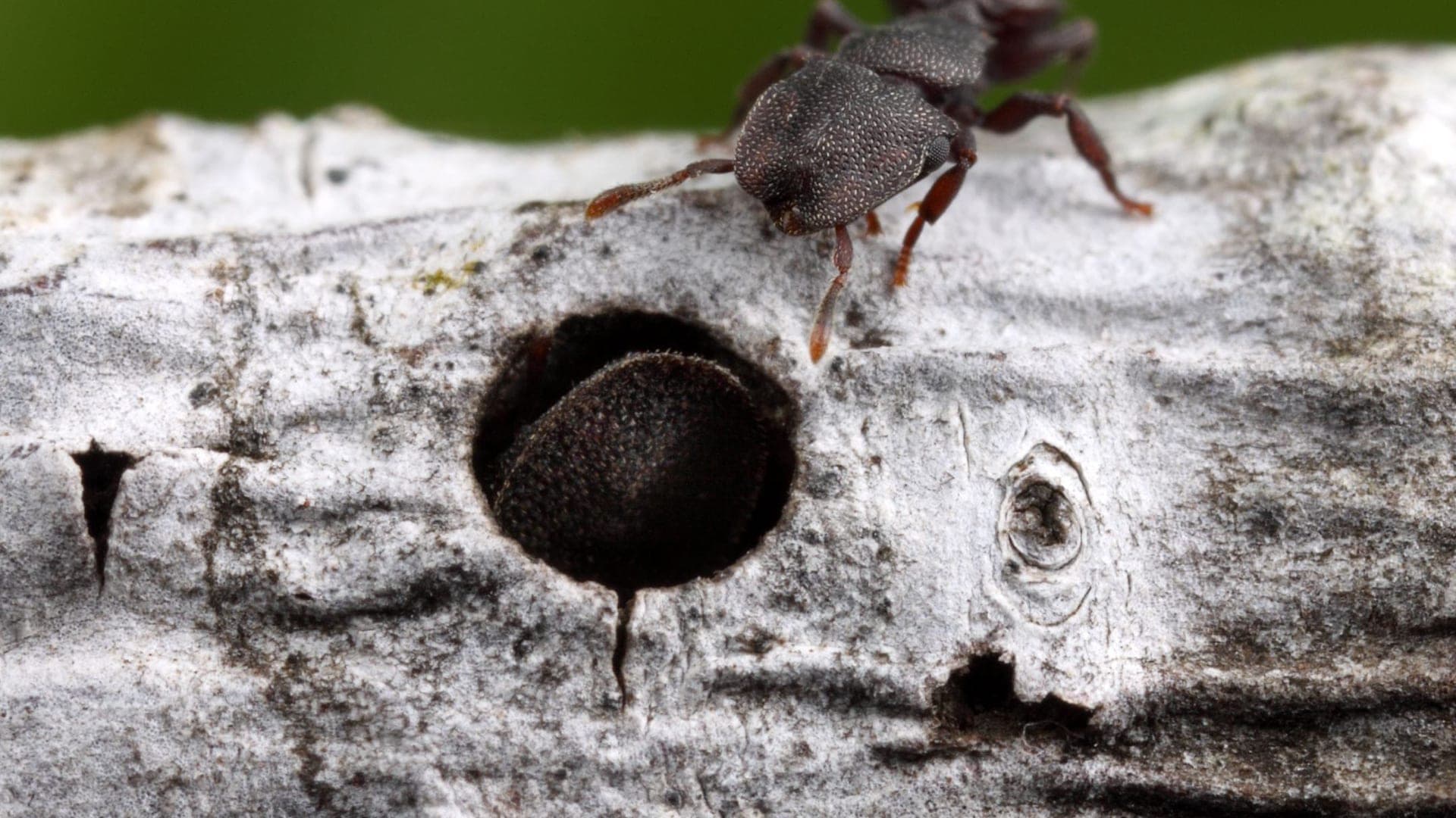 1920x1080 The role an ant plays in its colony is reflected in its neurobiology