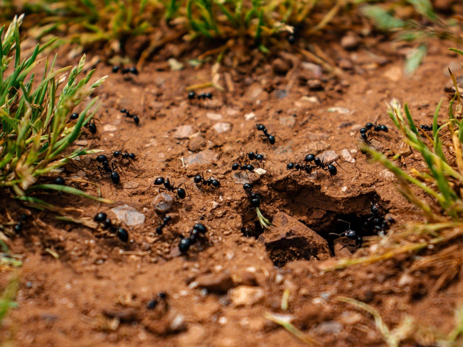 1600x1200 Why the Ant Colony Queen Isn't Really in Charge: Swarm Intelligence in Ants Explains How Ant Colonies Work