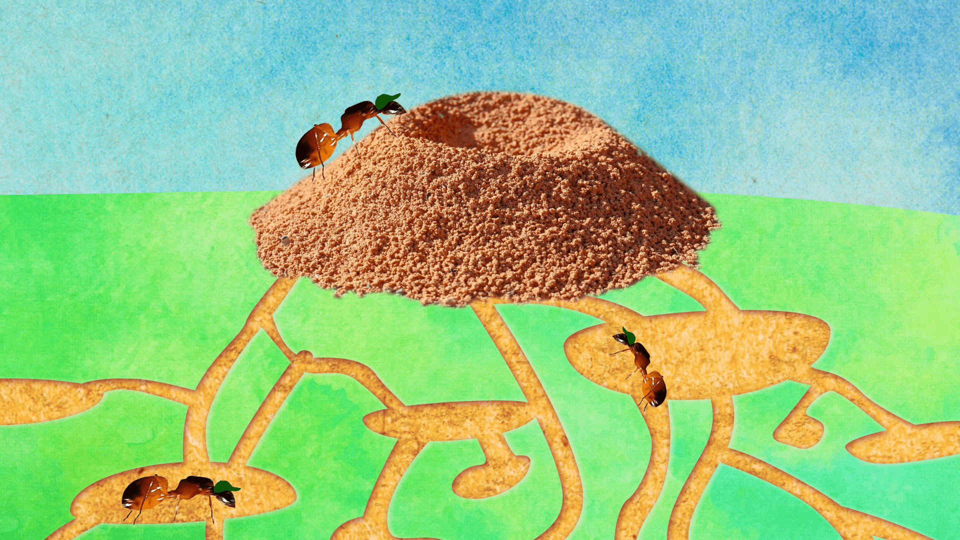 1920x1080 A colony of 000 ants call the average anthill home