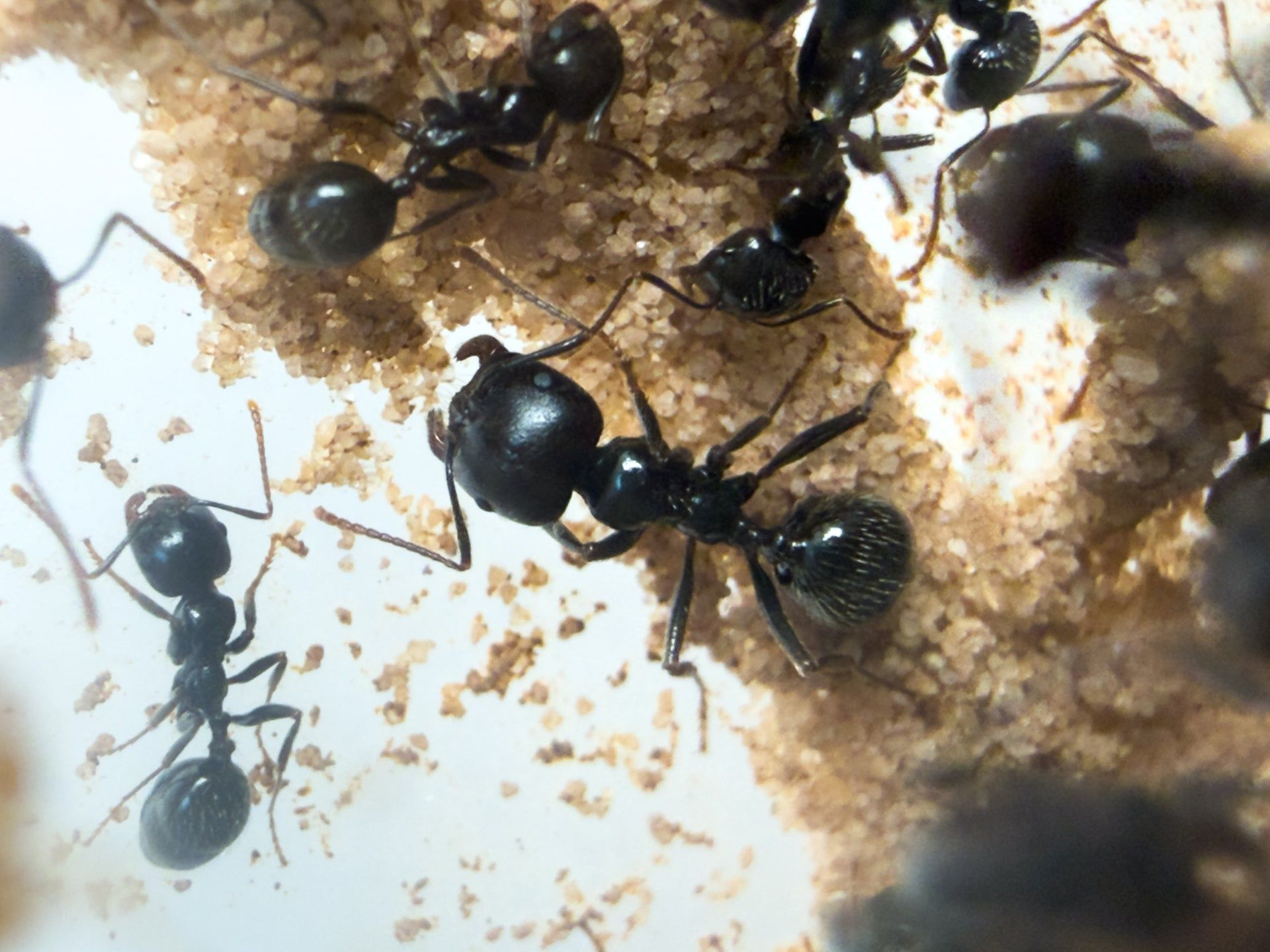 1920x1440 Buying an ant colony? Order a queen with workers and brood