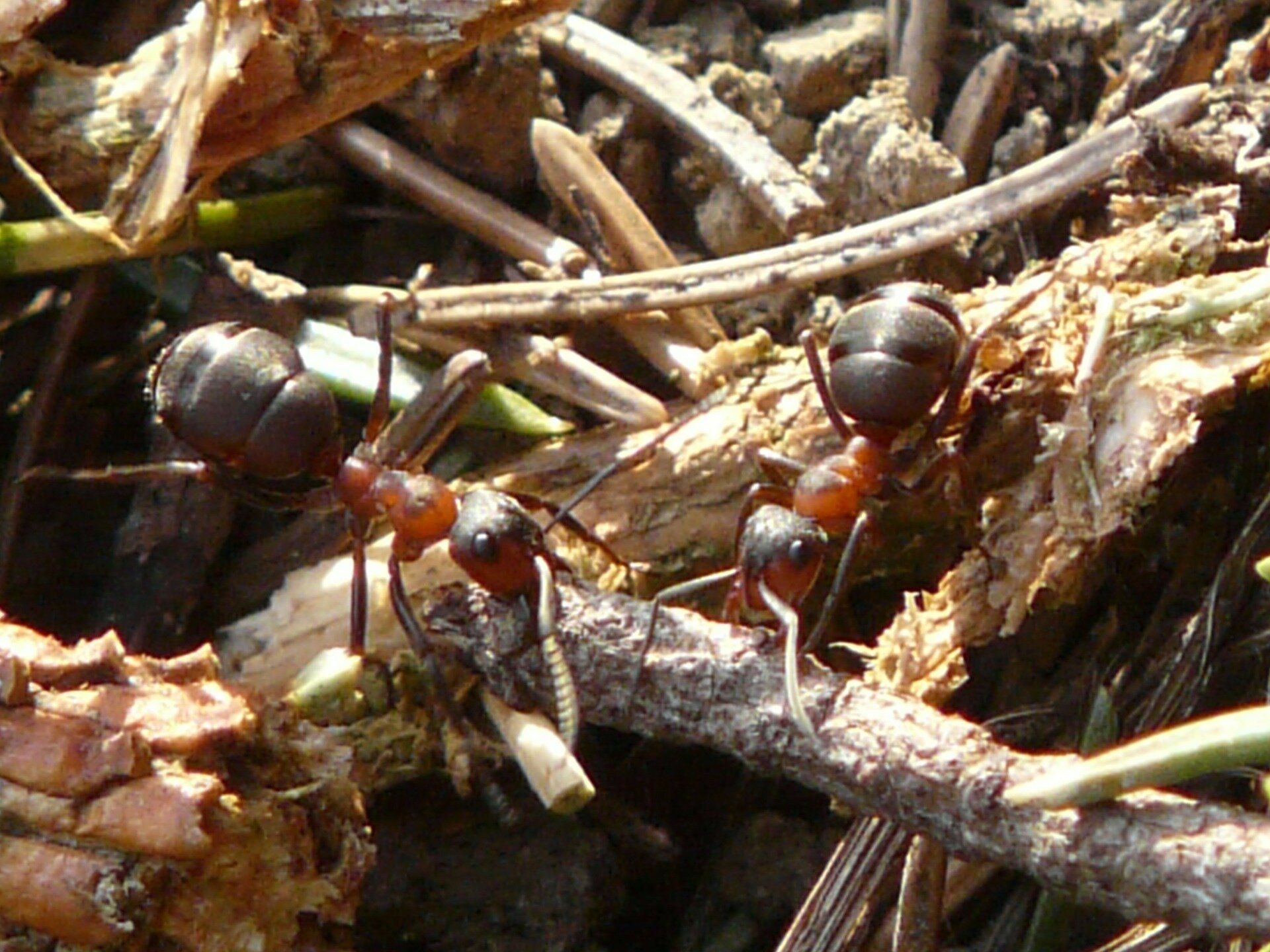 1920x1440 When ant colonies get bigger, new foraging behavior emerges