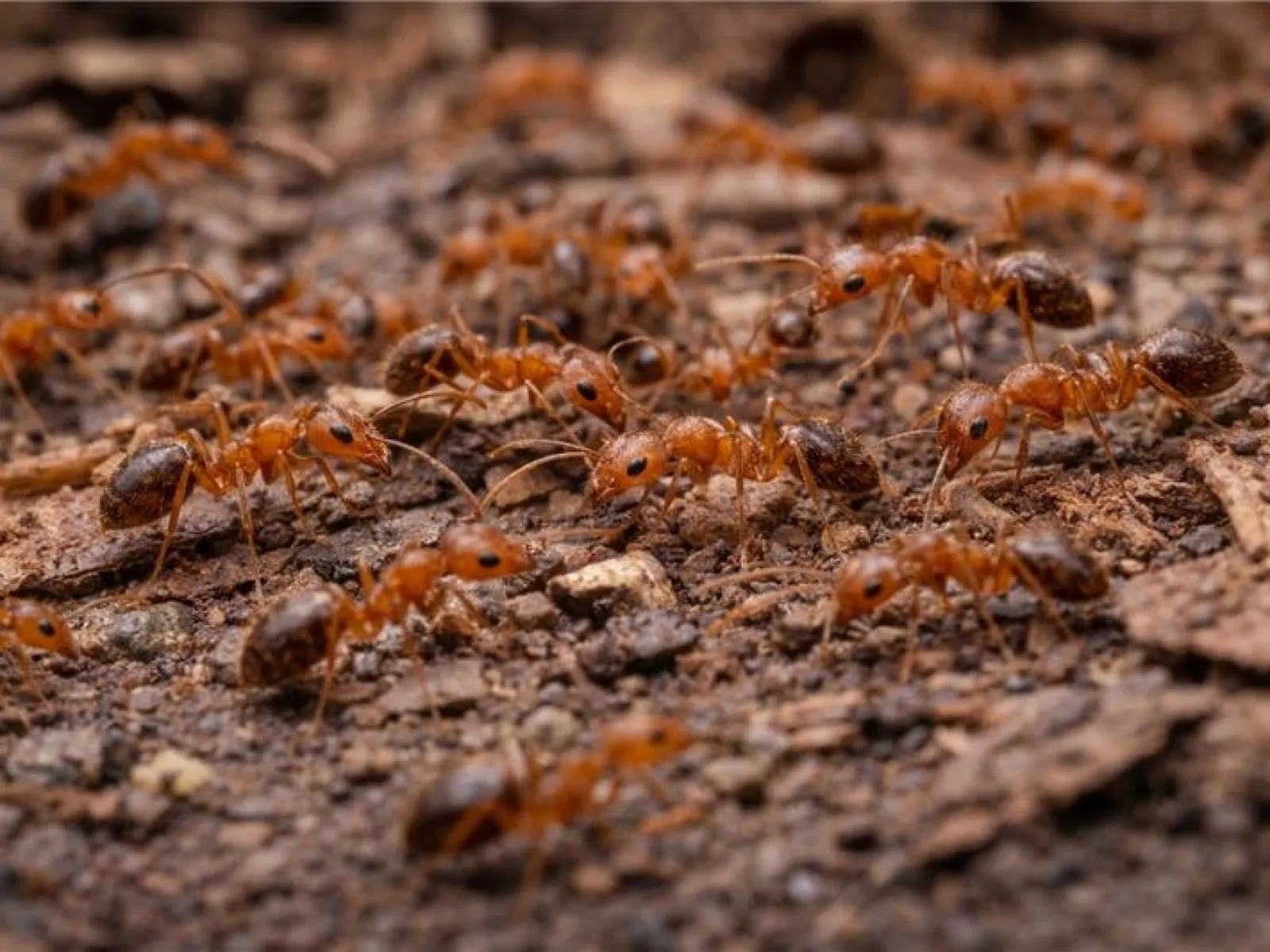 1600x1200 Ant Types & Identification
