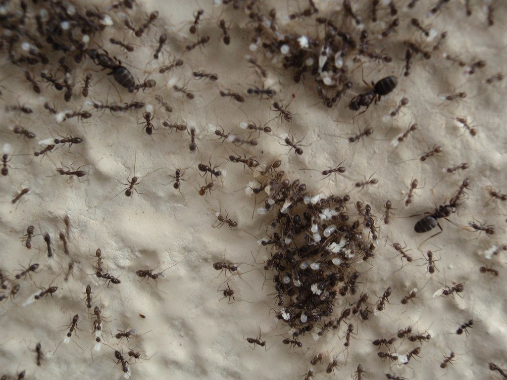 1024x768 Ant colony. Ant colony on the move after their nest was dis