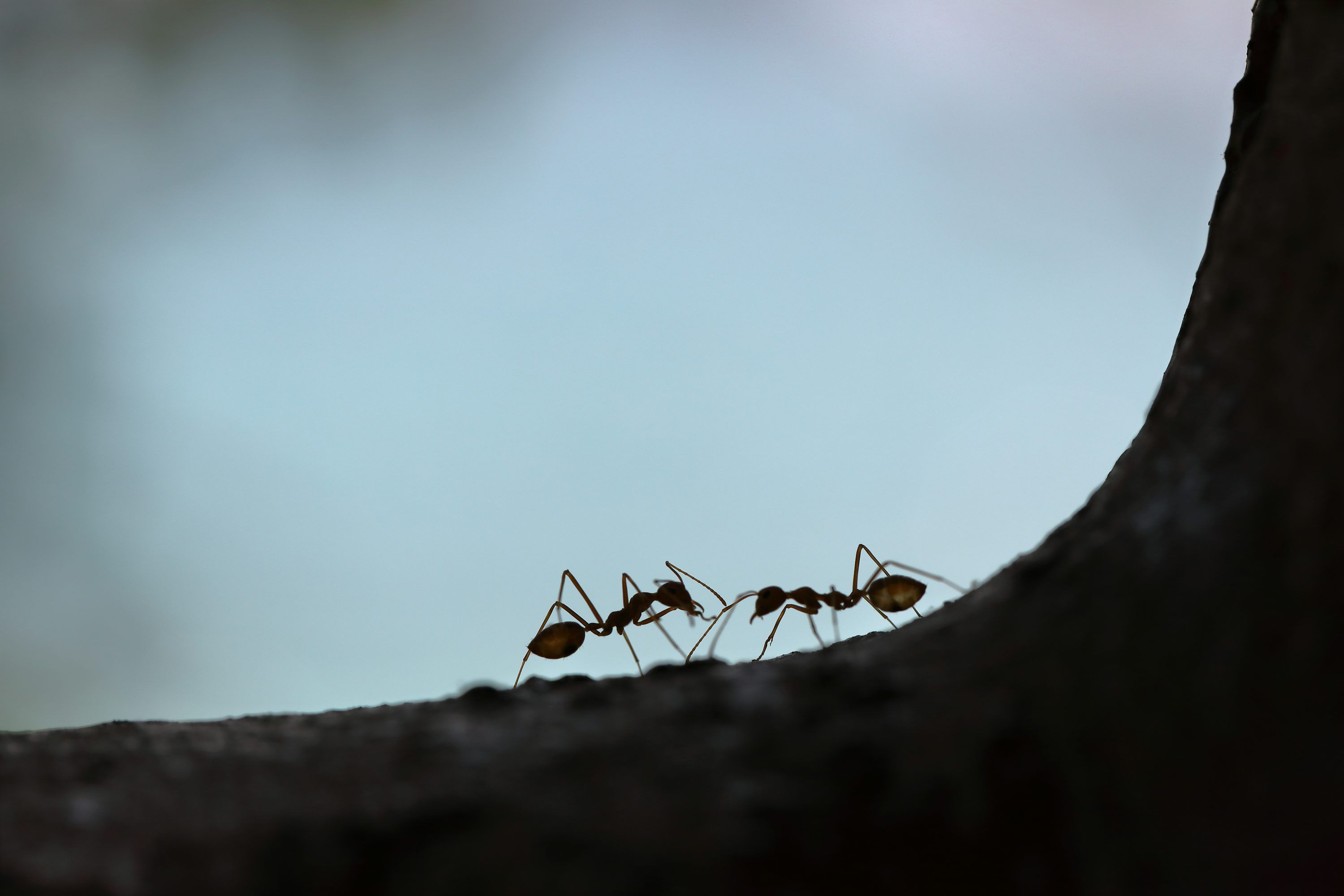 3000x2000 Ants Picture. Download Free Image
