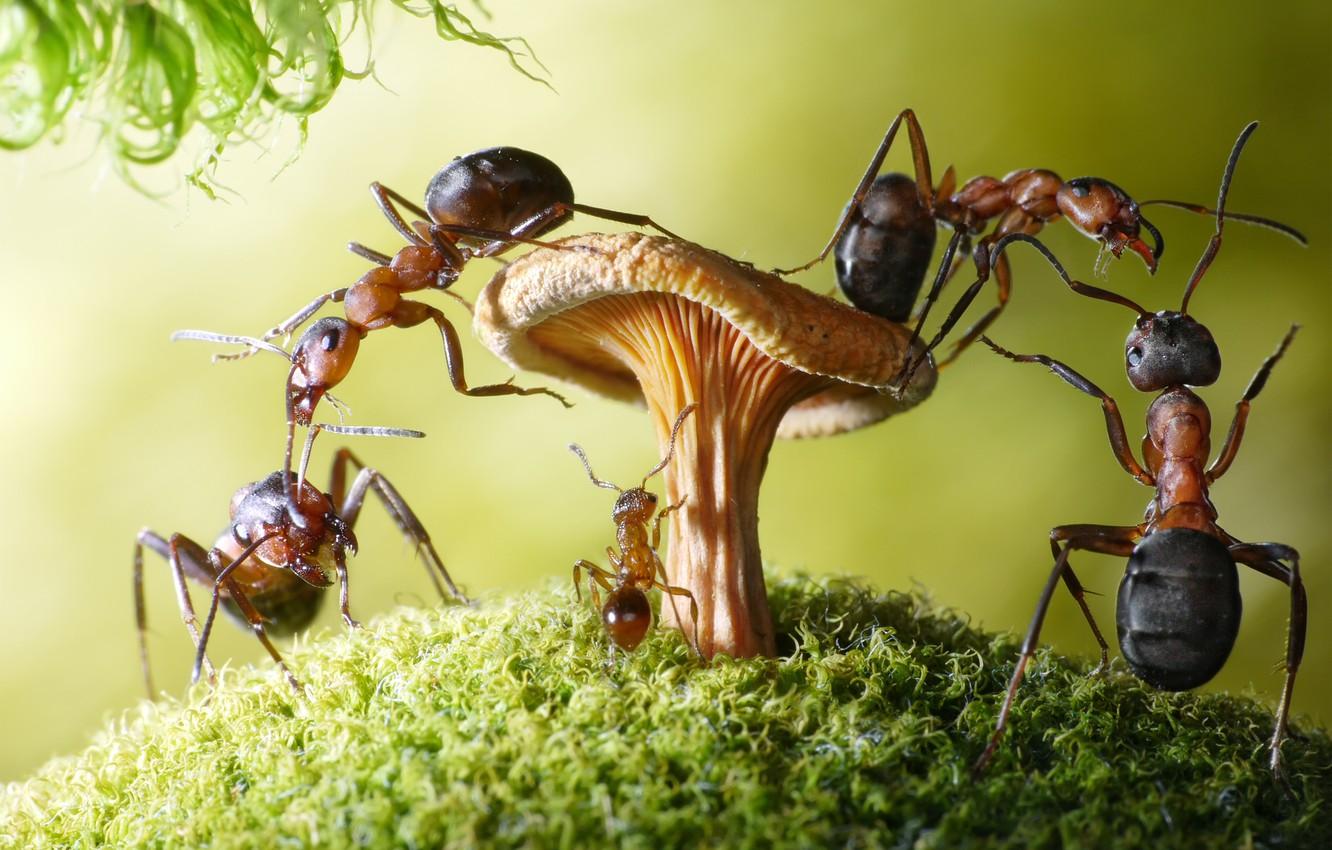 1332x850 Ants Wallpaper
