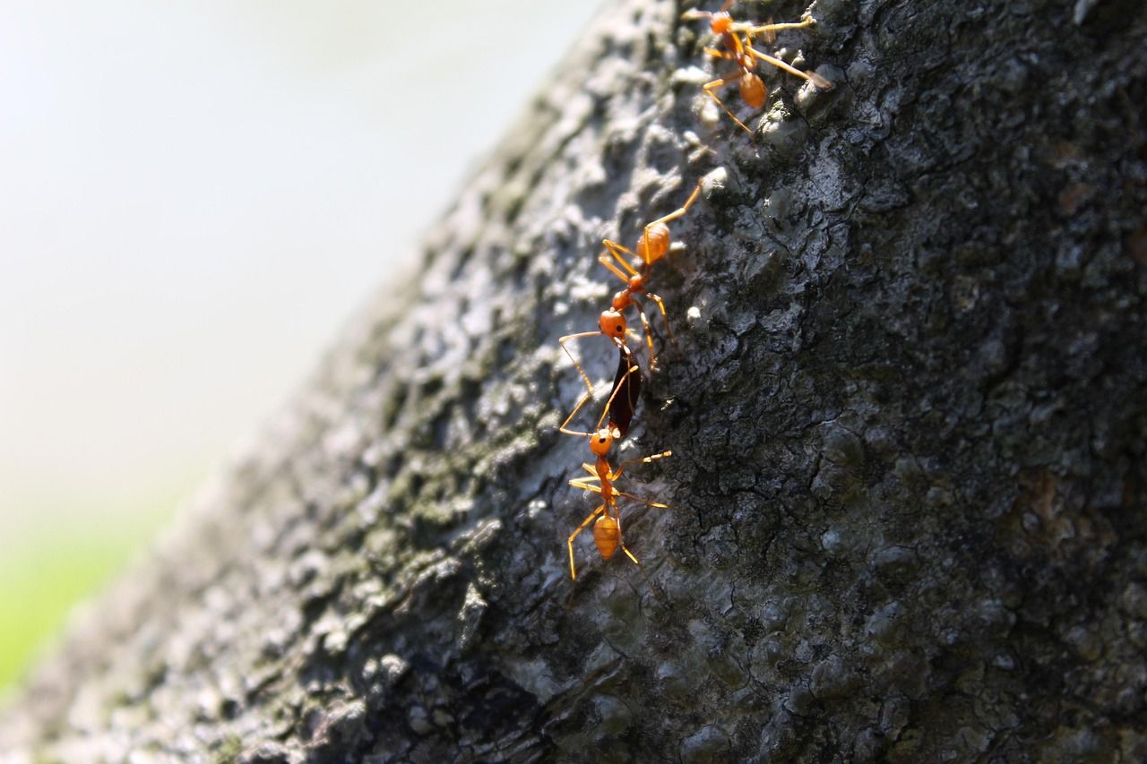 1280x853 Ant Tree Sharing