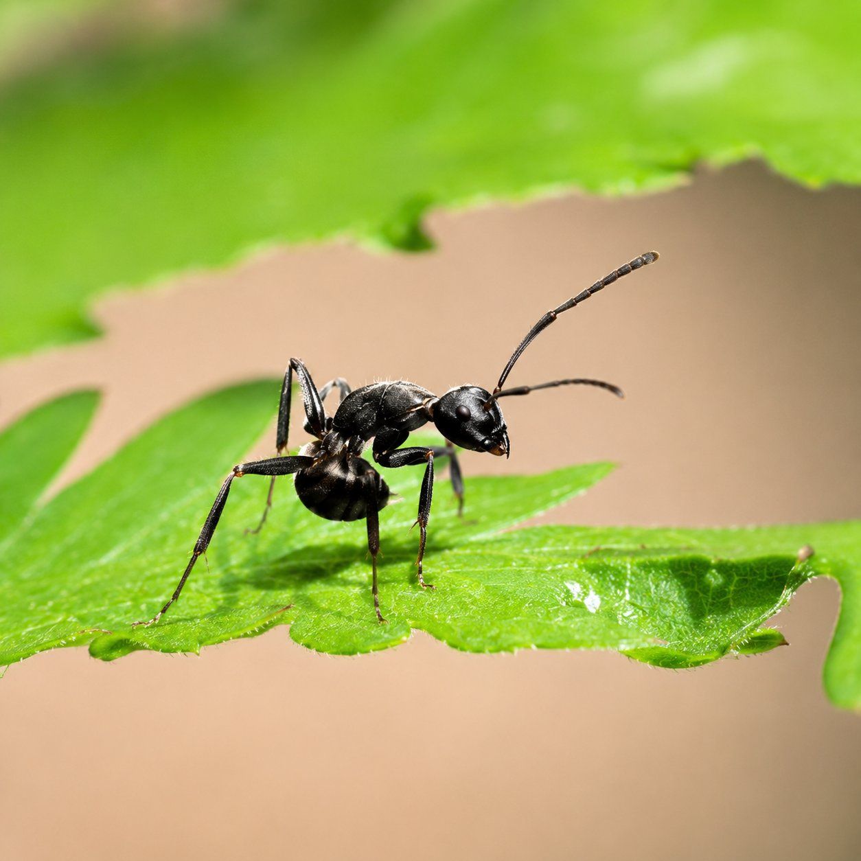 1254x1254 Polyrhachis furcata Ant Colony with Queen
