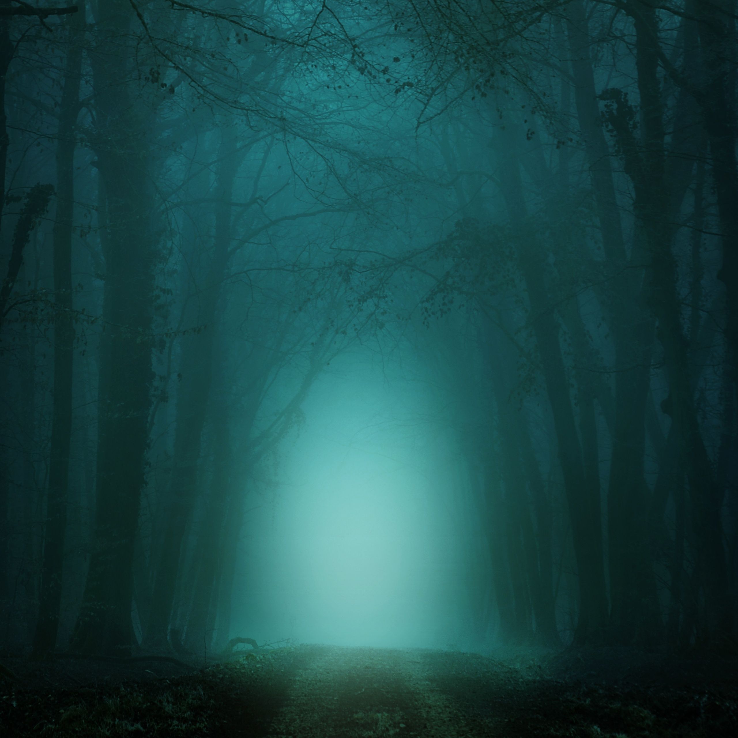 2560x2560 Morning Wallpaper 4K, Forest, Path, Foggy, Teal, Cold