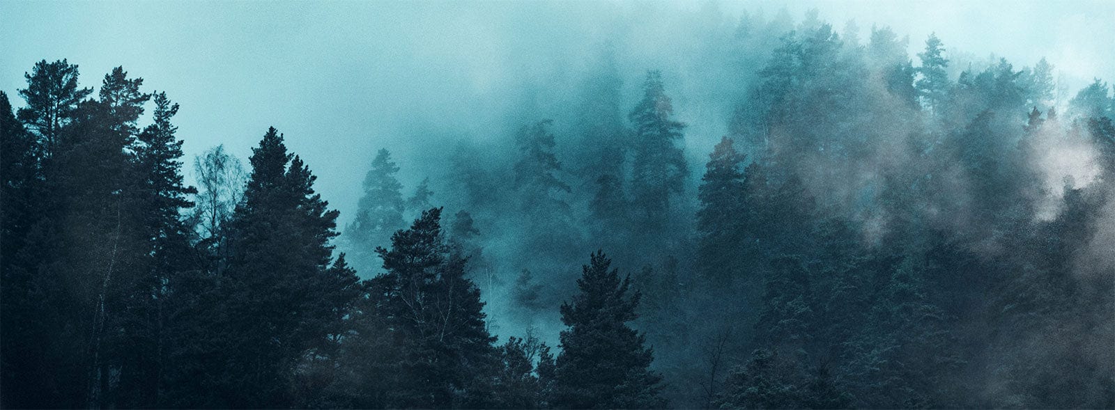 1600x589 Enchanted Misty Forest Landscape Mural Wallpaper in Serene Teal Tones