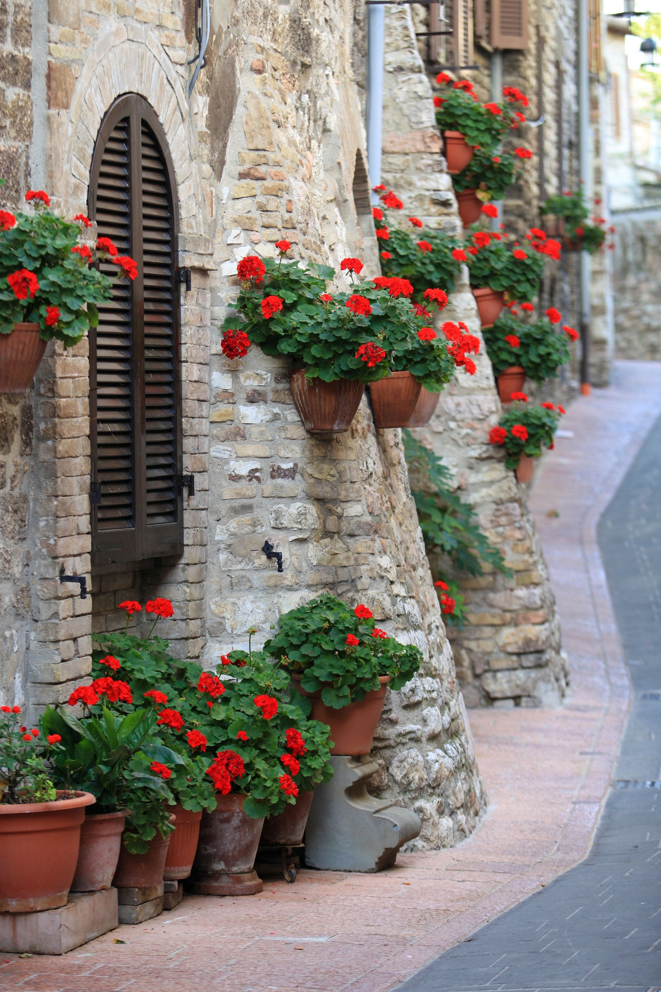 2134x3200 Geranium Flowers In Italian Streets Wall Mural