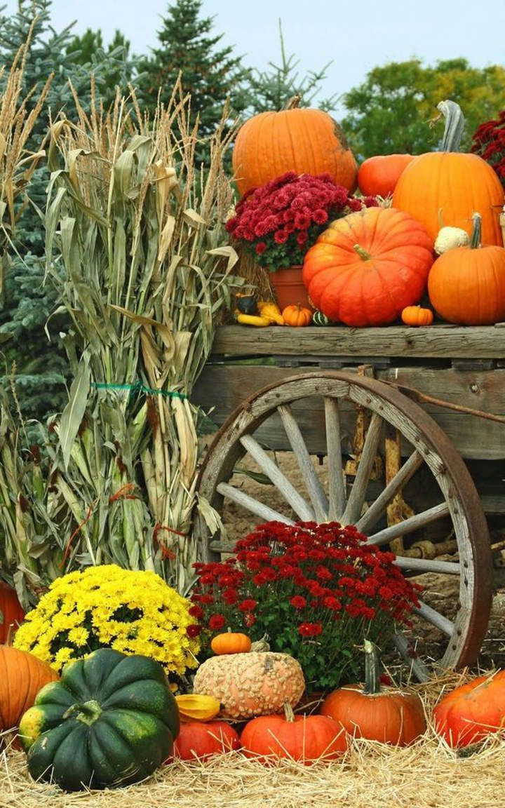 720x1152 Autumn garden harvest, pumpkins, mums