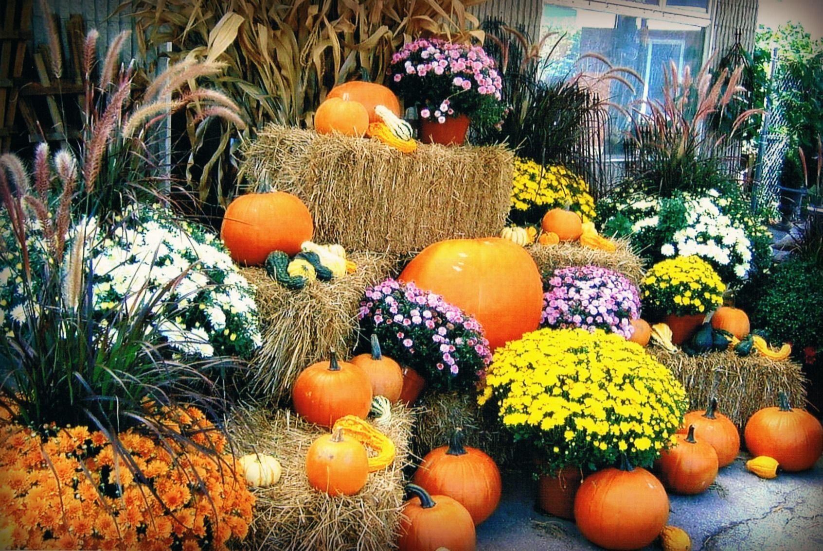 1692x1134 Fall Mums Wallpaper