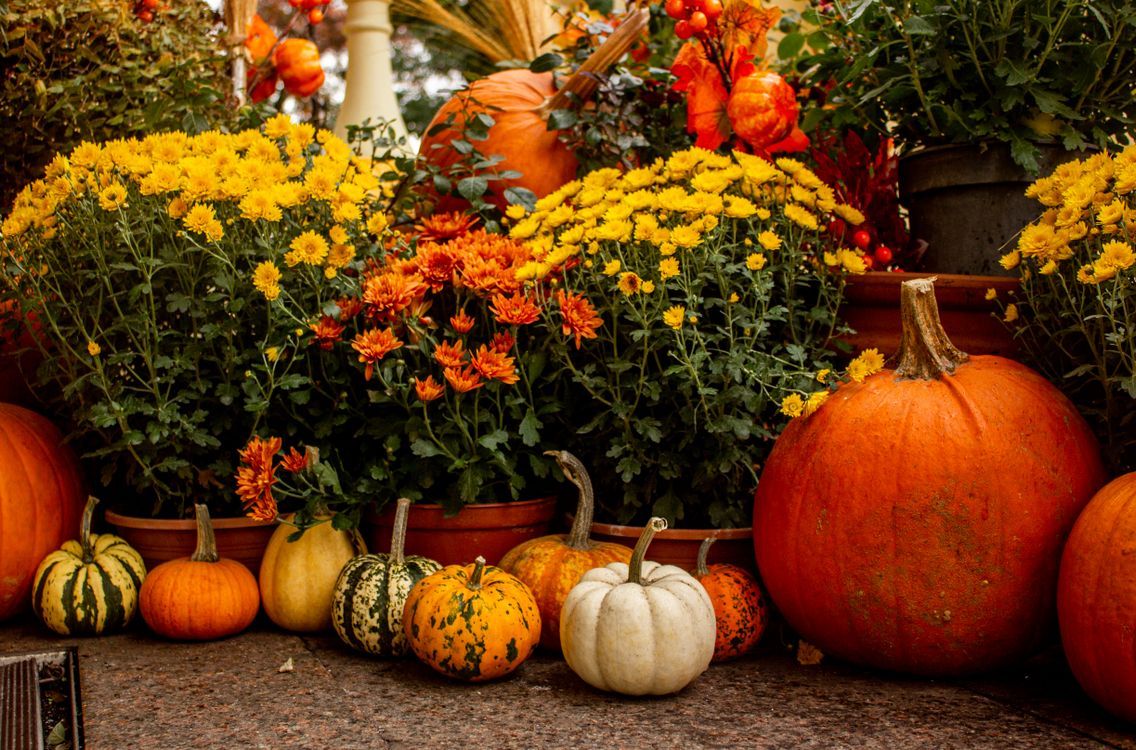 1136x750 Autumn Harvest Display with Pumpkins and Chrysanthemums · Free
