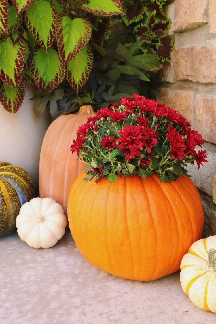 750x1125 Fall Mums and Where to Plant Them