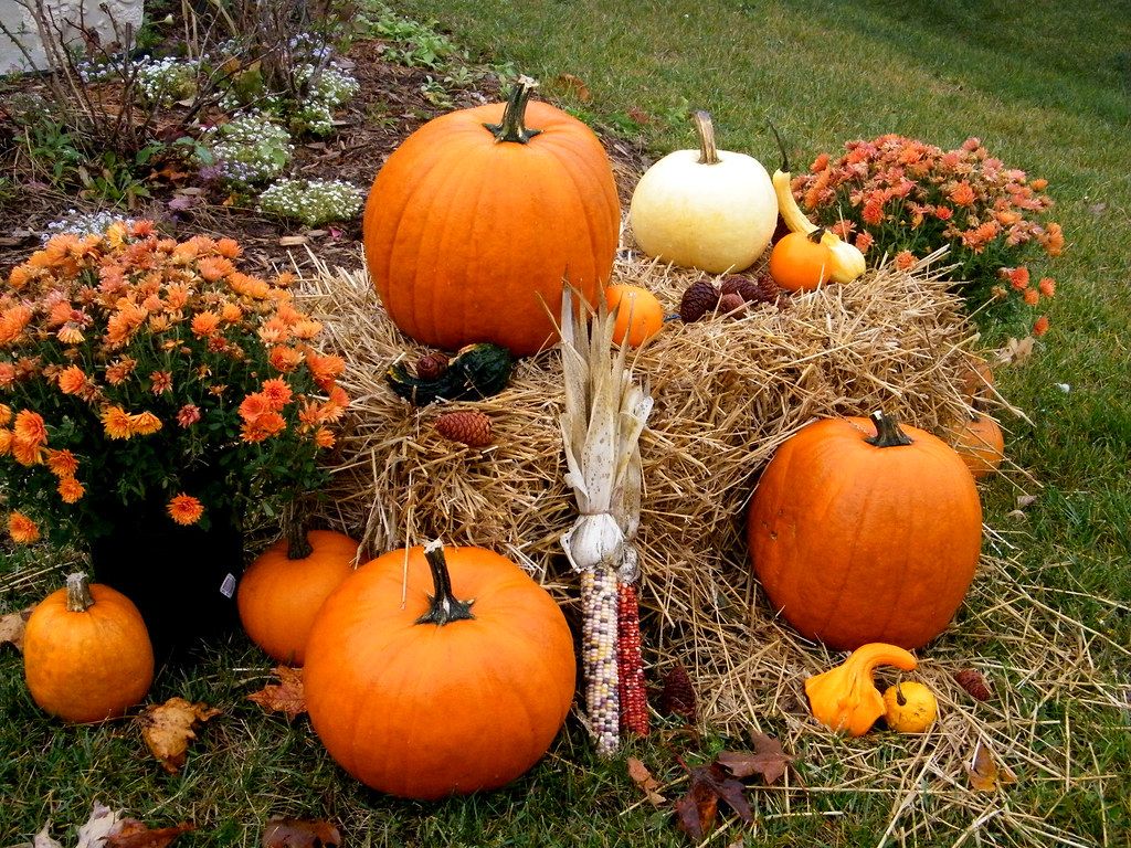 1024x768 Pumpkins Mums Gourds. My Autumn decoration set up outside o