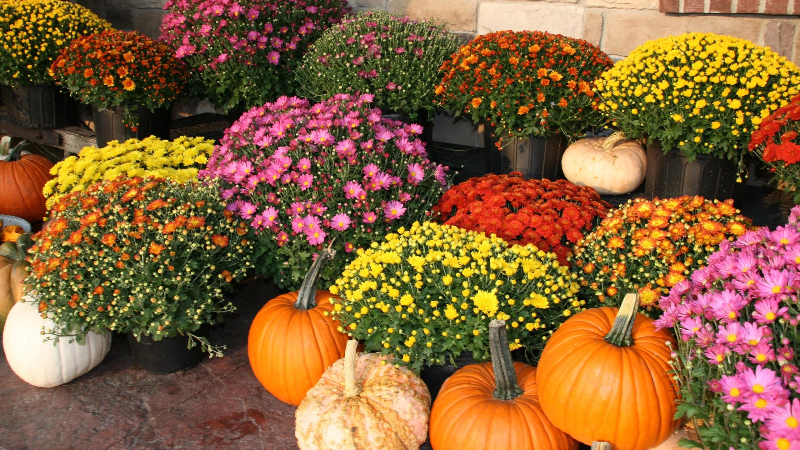 2560x1440 How To Keep Your Mums Blooming As Temps 'fall'