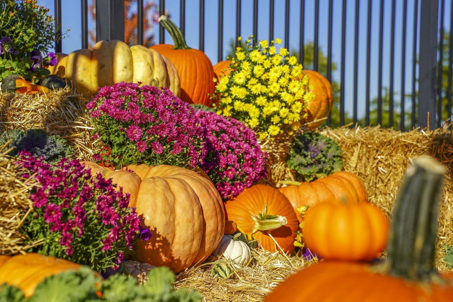 1500x1000 Pumpkin Village' at Discovery Park of America to feature florists and pumpkin growers from across the region