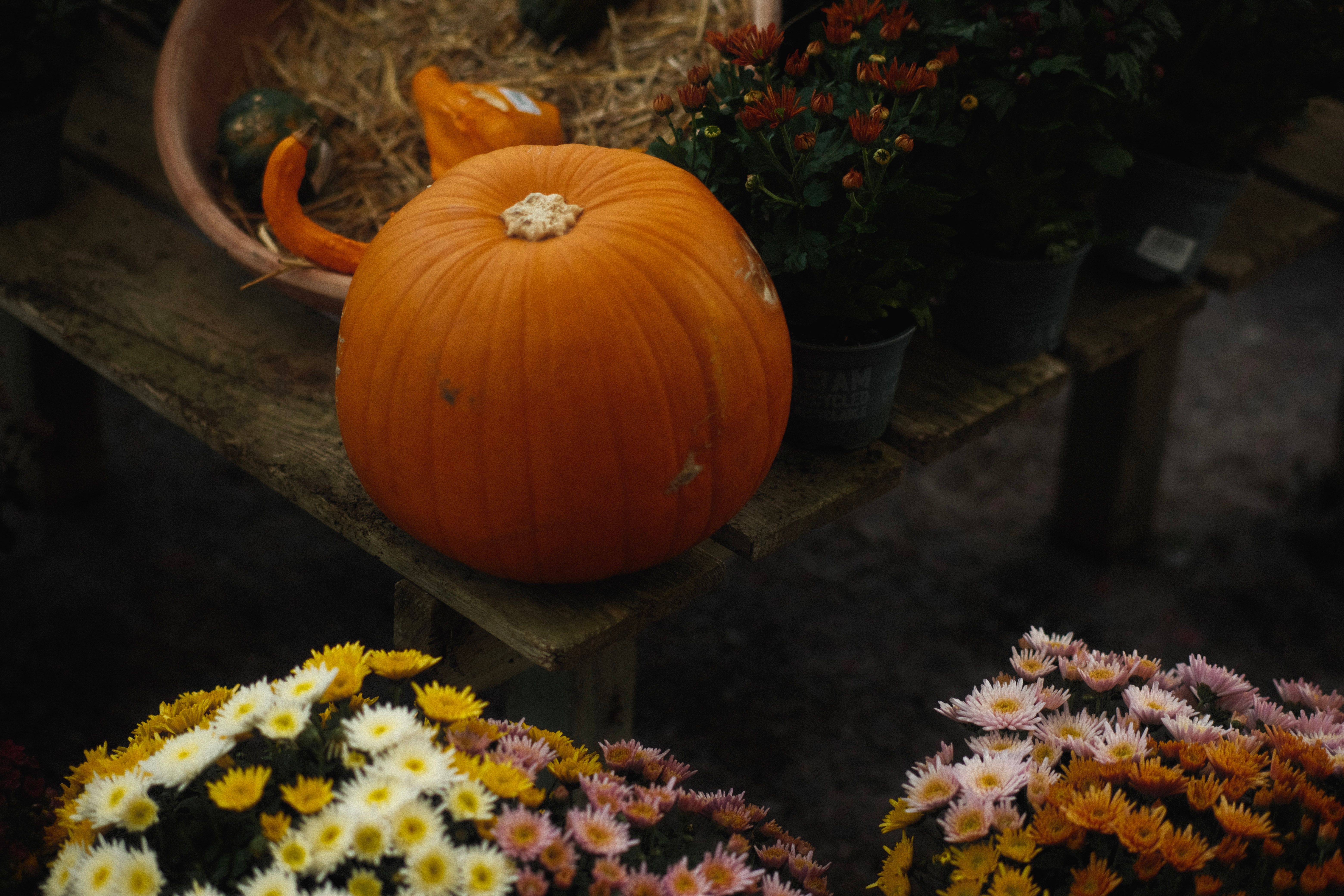 6240x4160 Pumpkins and Chrysanthemums · Free
